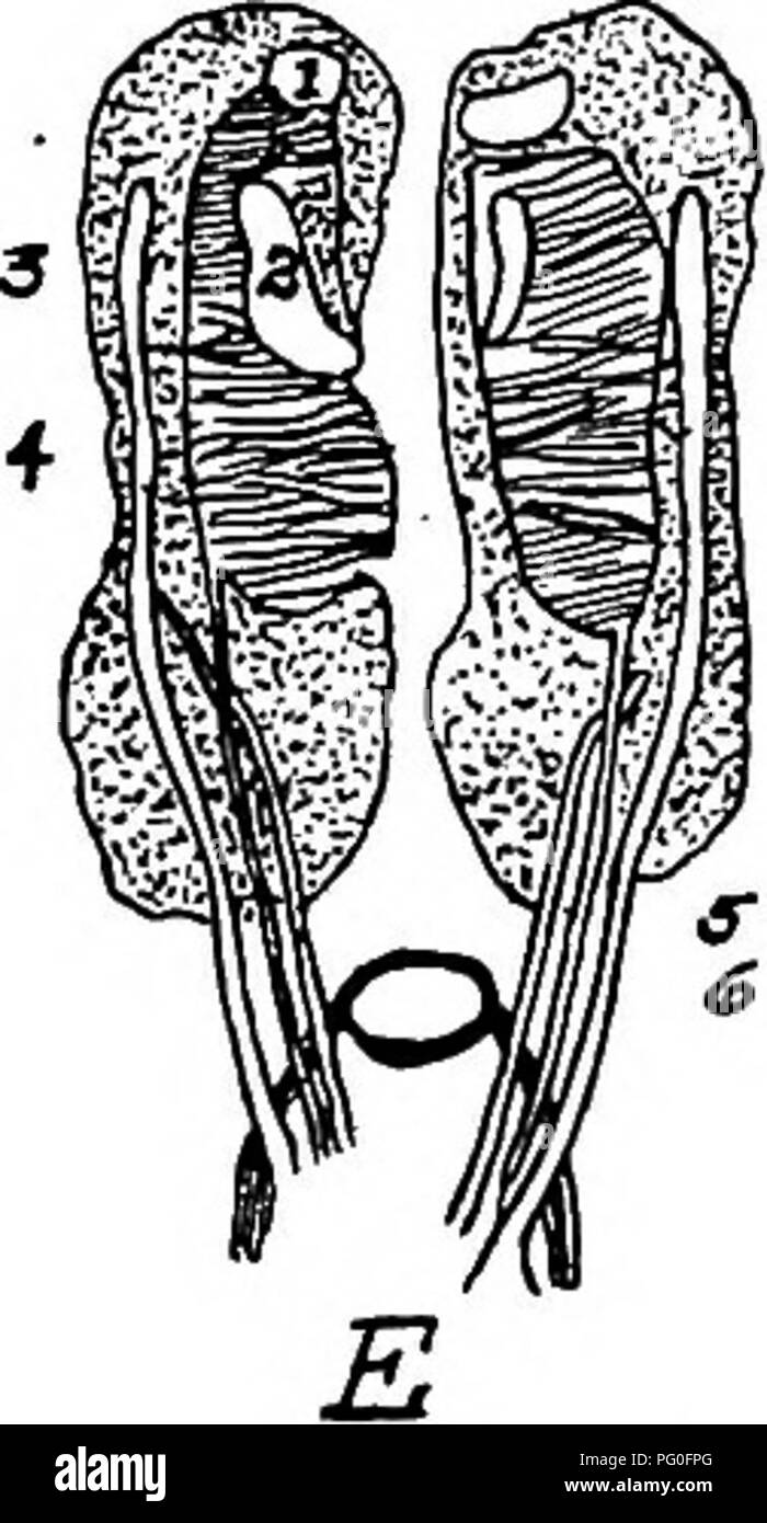 Ce texte fournit un examen détaillé de l'anatomie des poulets domestiques. Il couvre la structure squelettique, le système digestif et les organes reproducteurs de la volaille, fournissant des informations clés sur la biologie de la volaille. Il constitue une ressource précieuse pour la médecine vétérinaire et l'élevage, avec des illustrations pour aider à comprendre l'anatomie de la volaille. Banque D'Images