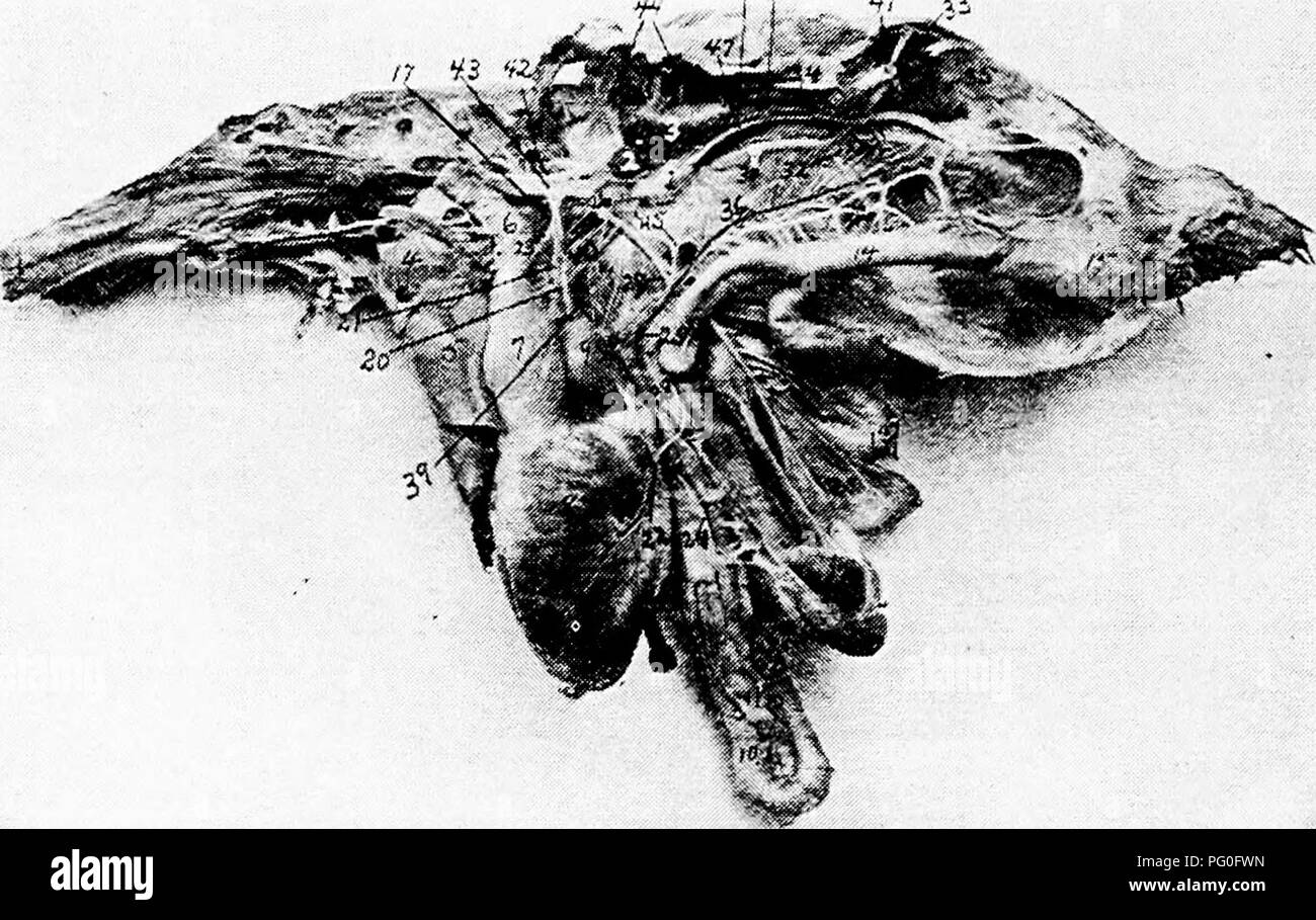 . L'anatomie de la poule domestique . Les animaux domestiques ; médecine vétérinaire ; la volaille. &Gt;226 ANATOMIE DES OISEAUX DOMESTIQUES les muscles abdominaux. La partie postérieure de l'aorte dégage la artères spermatiques et l'artère ovarienne. Dans l'homme l'ancien ministère des Approvisionnements les testicules. L'artère ovarienne de la femelle émet une brindille de chaque calice contenant un ovule. Chaque calys. voluminously est alimenté en sang. Next les artères rénales sont émis pour les reins. J'" li. j Fig. 64.-les artères, veines splanchniques et des nerfs, i, une partie de la gauche les testicules. 2, la glande surrénale. 3, lobe antérieur de l'insuffisance rénale. 4, H Banque D'Images