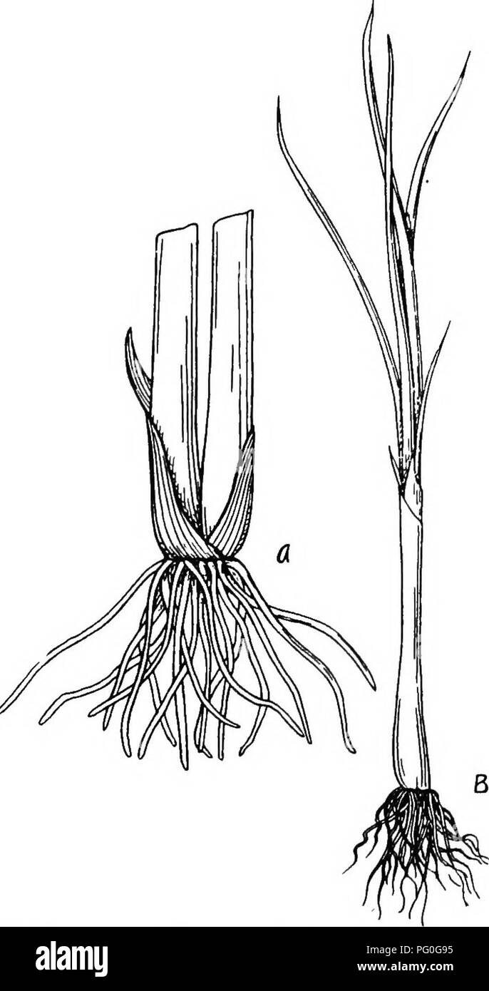 . La botanique des plantes cultivées : un texte et ouvrage de référence. La botanique, économique. LILIACE^ 231 appartiennent au genre Allium ciboulette, ail, poireau, l'oignon, l'échalote et l'oignon gallois. S sont toutes les herbes avec une caractéristique. Fig. 88.-A, le Gallois l'oignon (Allium ascolonicum) ; B, cive Allium (schoeno prasumi ;-)., qui est l'odeur alliacés en raison de la présence de sulfure d'allyle.. Veuillez noter que ces images sont extraites de la page numérisée des images qui peuvent avoir été retouchées numériquement pour plus de lisibilité - coloration et l'aspect de ces illustrations ne peut pas parfaitement ressembler à l'œuvre originale.. Robbins, Wilfred W Banque D'Images