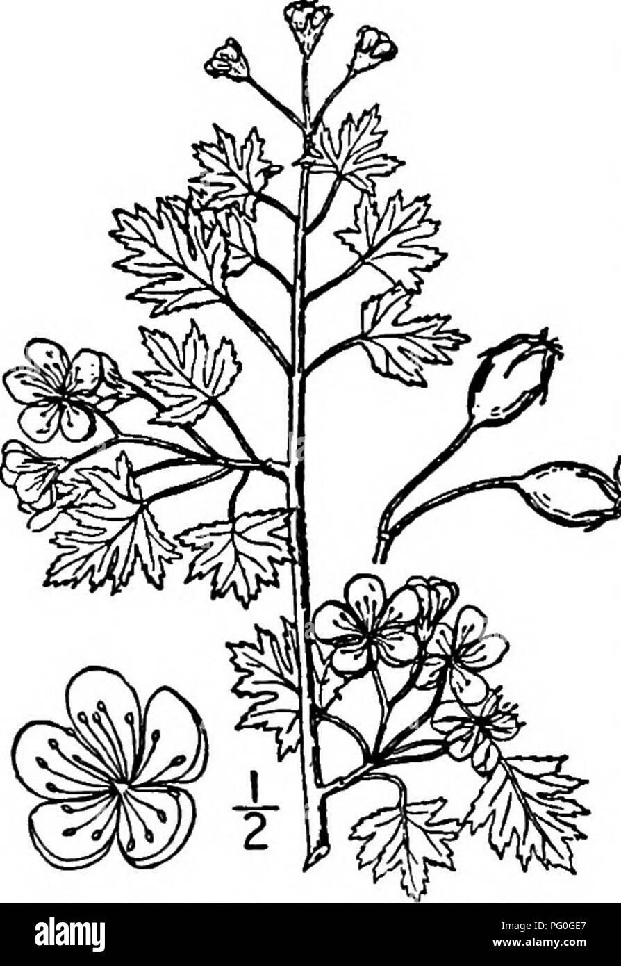 . Les arbres de l'Amérique du Nord : être des descriptions et des illustrations de l'arbres croissant indépendamment de la culture en Amérique du Nord, au nord du Mexique et les Antilles . Les arbres. 474 Les arbres épineux gris, lisse ; Les rameaux sont rouge clair, à poils longs poils laineux, devenir doux, avec un marron occasionnelles, droit rachis de 2,5 à 4 cm. de long. Les feuilles sont largement ovées à orbiculaire, i à 4 cm. de long, 1 à 4 cm. de large, pubescentes sur le blanc sous la surface lorsque les jeunes, quelque peu au-dessus, velues devenir lisse, ou arrondis au sommet, en forme de cœur à forme de coin à la base, nervation pennée 5- à Banque D'Images