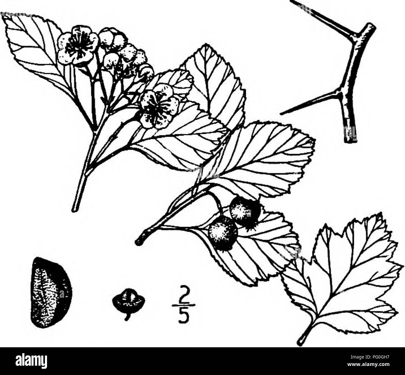 . Les arbres de l'Amérique du Nord : être des descriptions et des illustrations de l'arbres croissant indépendamment de la culture en Amérique du Nord, au nord du Mexique et les Antilles . Les arbres. 464 Les arbres épineux brun ; les rameaux sont de couleur orange-vert, velues, ou parfois bon d'abord, et sont armés d'épines marron - 2 à 4 cm. de long. Les feuilles sont oblongues-obovales, parfois ovales, de 2 à 6 cm. de long, 2 à 4 cm. de large, doublement découpées, avec de larges dents et large fait lobes, pointe émoussée ou arrondies au sommet, en forme de coin à la base, légèrement velues quand les jeunes, devenant vert foncé, lisse abov Banque D'Images