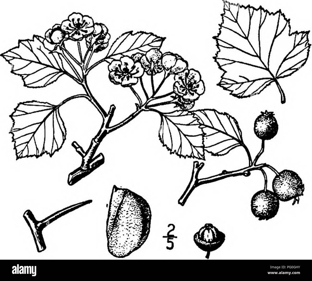 . Les arbres de l'Amérique du Nord : être des descriptions et des illustrations de l'arbres croissant indépendamment de la culture en Amérique du Nord, au nord du Mexique et les Antilles . Les arbres. L'Wood-Thorn 461 Beadle ovées, 2,5 à 6 cm. de long, 2,5 à 6 cm. de large, fait ou très pointues à l'apex, brutalement, en forme de coin ou arrondies en forme de cœur, parfois à la base, dentées doublement, avec trois ou quatre paires de lobes a souligné ; jeunes feuilles fine mais ferme, lisse, bleu-vert feuille-shghtly ; tiges ailées, ci-dessus, glandulaire 2 à 3 cm. de long. Les fleurs sont d'environ 2 cm. vaste, dans le trichophore corymbes lisse ; lobes du calice Banque D'Images