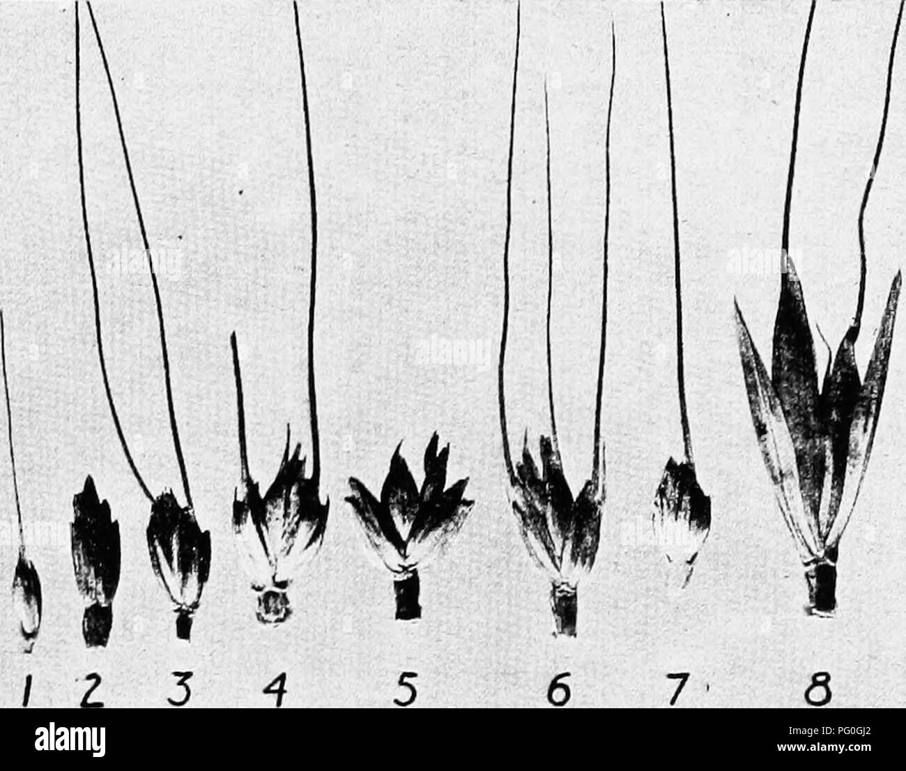 . La botanique des plantes cultivées : un texte et ouvrage de référence. La botanique, économique. « TEITICUM 3 T. polonicum (blé Polonais) n'est pas originaire de Pologne, v ; se produit en Italie et de l'Abyssinie en Afrique. Il est cultivé dans une certaine mesure dans ce pays. T. spella (épeautre) est le plus vieux grain cultivé en Grèce, l'Égypte, et l'Empire romain. Il est de faible importance économique dans les Etats-Unis. T. dicoccum amidonnier () est d'une certaine importance économique dans ce pays, particulièrement dans les Etats de l'Ouest. Le T. durum (dur) variétés sont également connu sous le nom de "Goose", "Wild Goose" et "macaroni&qu Banque D'Images