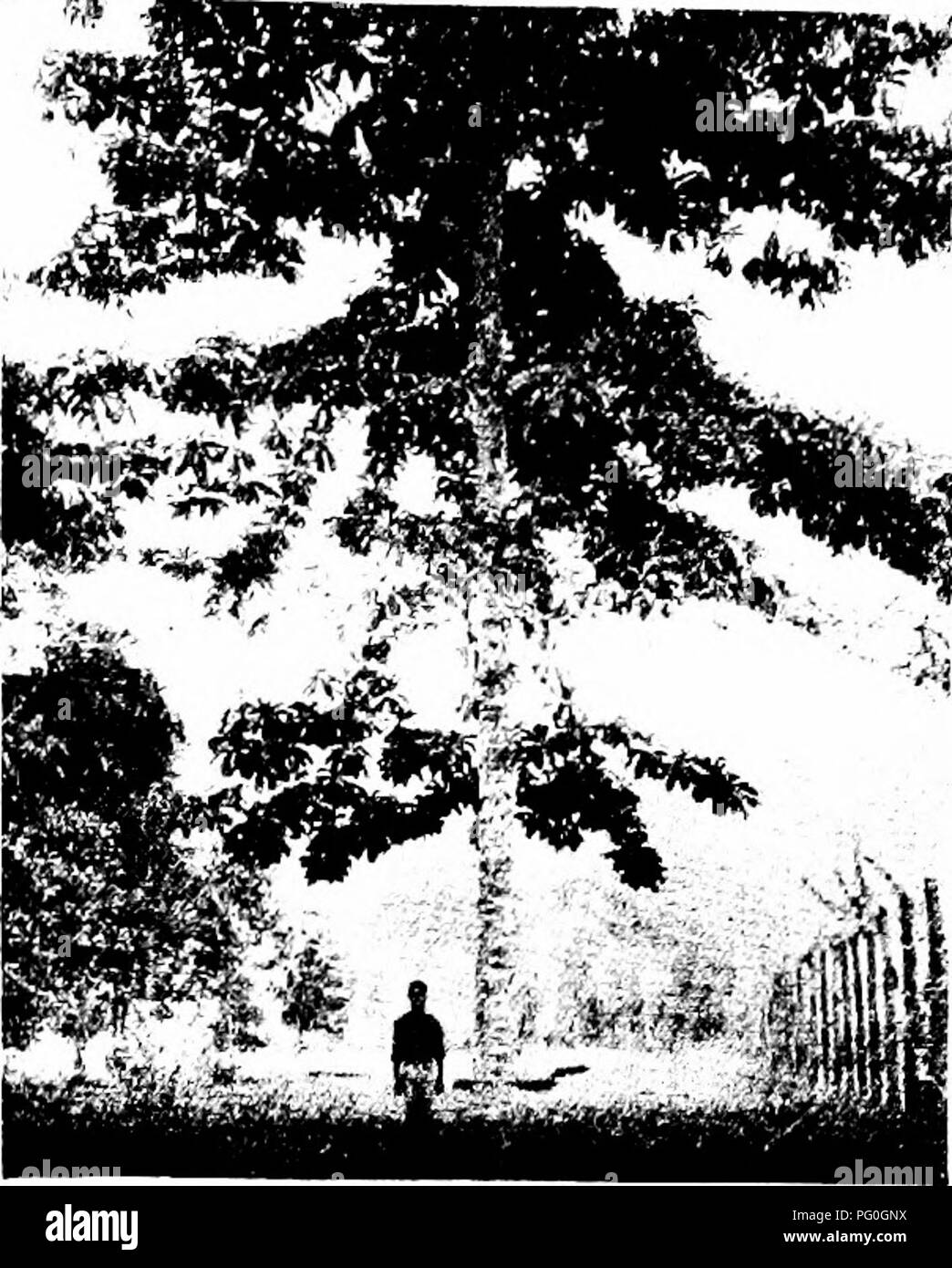 . Les forêts de l'Afrique de l'Ouest et des forêts . Les forêts et la foresterie. . Veuillez noter que ces images sont extraites de la page numérisée des images qui peuvent avoir été retouchées numériquement pour plus de lisibilité - coloration et l'aspect de ces illustrations ne peut pas parfaitement ressembler à l'œuvre originale.. Unwin, Arthur Harold. Londres : T. F. Unwin, ltd. Banque D'Images