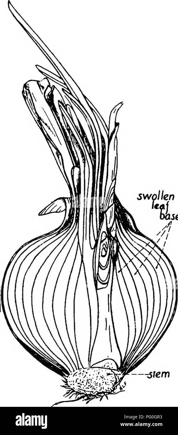 . La botanique des plantes cultivées : un texte et ouvrage de référence. La botanique, économique. 32 BOTANIQUE DE PLANTES CKOP ses 3. Ampoules.-Une ampoule est une tige souterraine. L'oignon est un exemple typique. Une section médiane, de la longueur (fig. 14) de l'oignon bulbe, montre une petite tige en forme de cône sur lequel sont nombreux, feuilles charnues qui sont sur- lapping et assez riche en produits alimentaires. Ici aussi, il y a un bourgeon terminal et des bourgeons latéraux, à l'occasion, dans l'aisselle des feuilles. Être lbs sont tiges verticales, ce qui diffère de la direction horizontale de la croissance des rhizomes. 4. Les cormes.-Un coim est un court, solide, vertical, en vertu de Banque D'Images