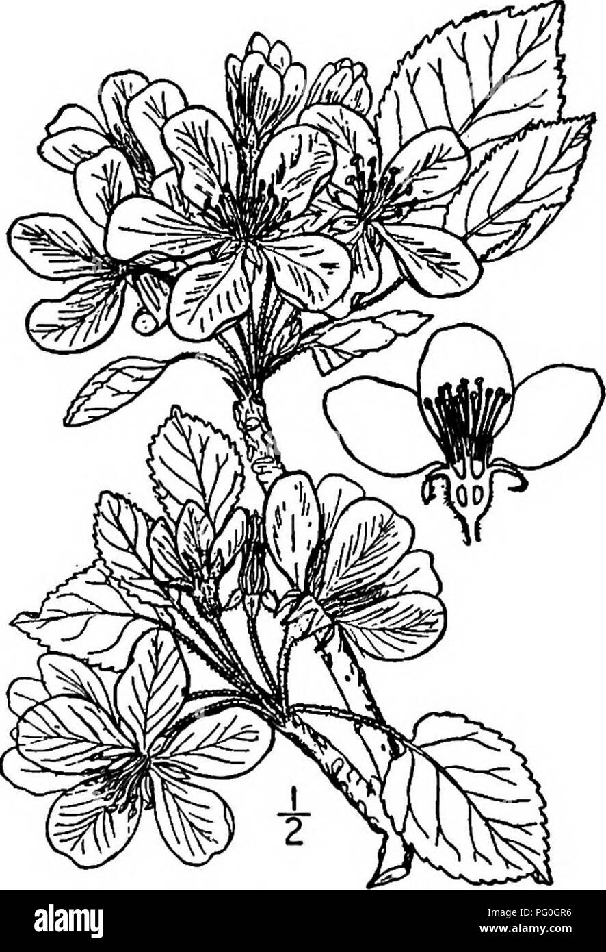 . Les arbres de l'Amérique du Nord : être des descriptions et des illustrations de l'arbres croissant indépendamment de la culture en Amérique du Nord, au nord du Mexique et les Antilles . Les arbres. Crabe de l'Oregon 435 Apple Tree à tête ronde ; l'écorce est 8 mm. d'épaisseur de lo, brun-gris, et divisé en petites plaques minces irréguliers. Les rameaux sont plutôt densément velues, stout, vert clair, devenant brun rougeâtre ou purphsh, enfin bon et gris foncé-brun ; les bourgeons d'hiver sont grandes, émoussé et pubescentes ; les feuilles sont épaisses, charnues, assez largement ovées à ovale, de 2 à 5 cm. de long, émoussé ou ab- ruptly a souligné, arrondies ou s Banque D'Images