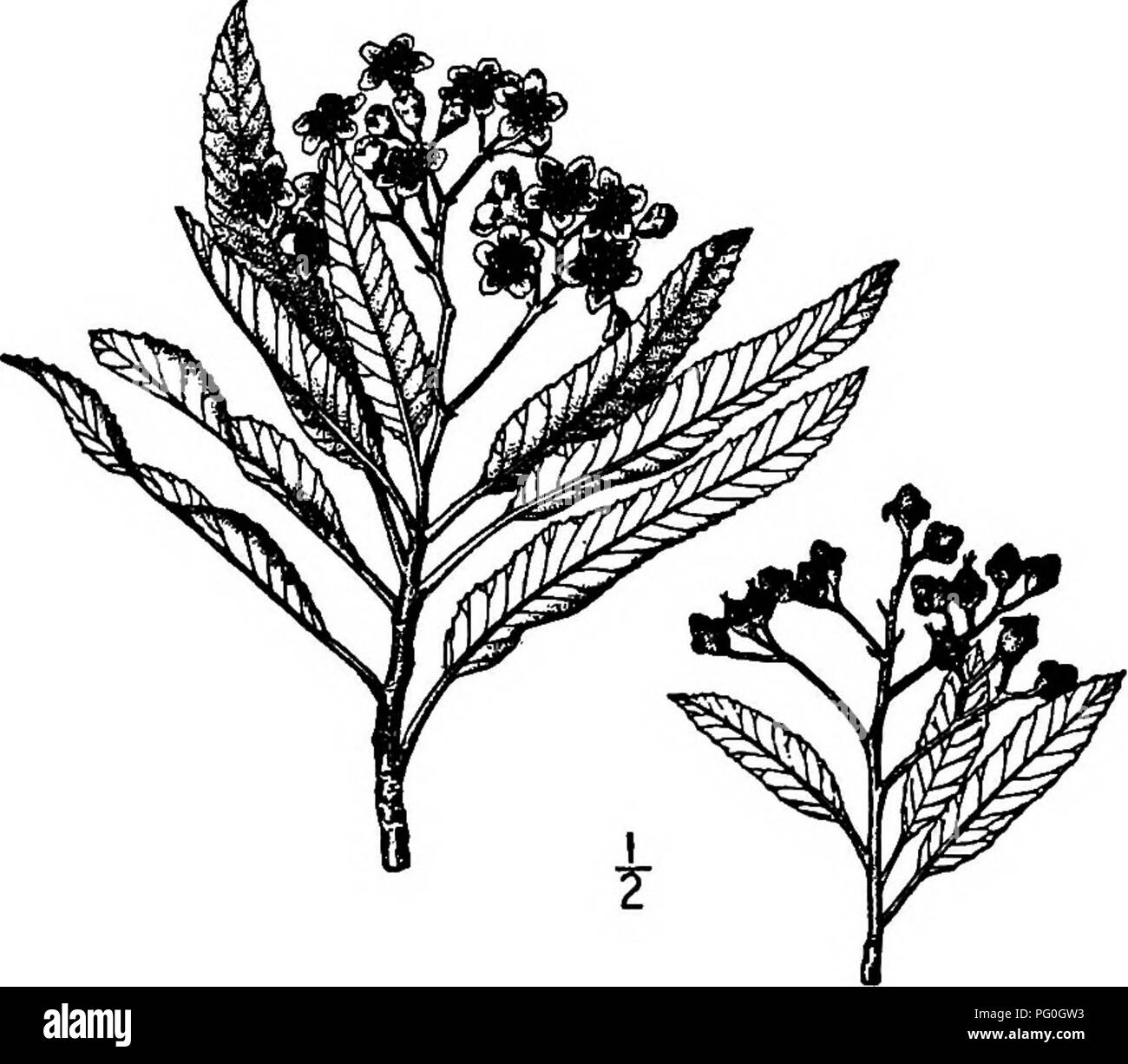 L'image présente une description détaillée de l'acajou des montagnes, une espèce d'arbre originaire d'Amérique du Nord. Ses principales caractéristiques incluent ses feuilles oblongues à lancéolées, qui sont vert jaunâtre brillant au-dessus et laineuses en dessous. Cet arbre se trouve dans les régions arides et est identifié par sa texture et sa forme uniques de feuilles, adaptées à son habitat rude. Banque D'Images