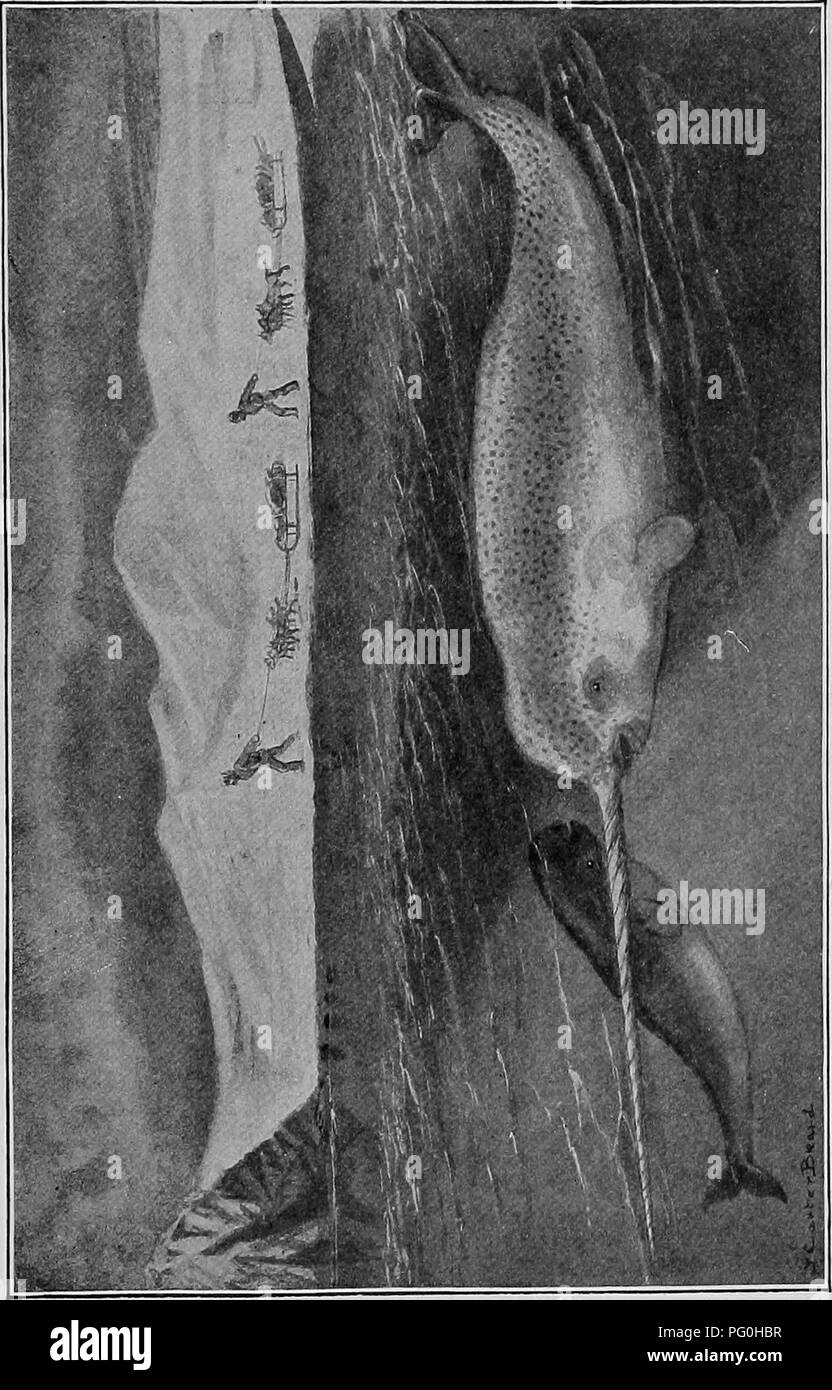 . L'American natural history ; une base de connaissances utiles de les animaux supérieurs de l'Amérique du Nord. L'histoire naturelle. -OA-1 ^. Veuillez noter que ces images sont extraites de la page numérisée des images qui peuvent avoir été retouchées numériquement pour plus de lisibilité - coloration et l'aspect de ces illustrations ne peut pas parfaitement ressembler à l'œuvre originale.. Hornaday, William Temple, 1854-1937. New York, C. Scribner's Sons Banque D'Images