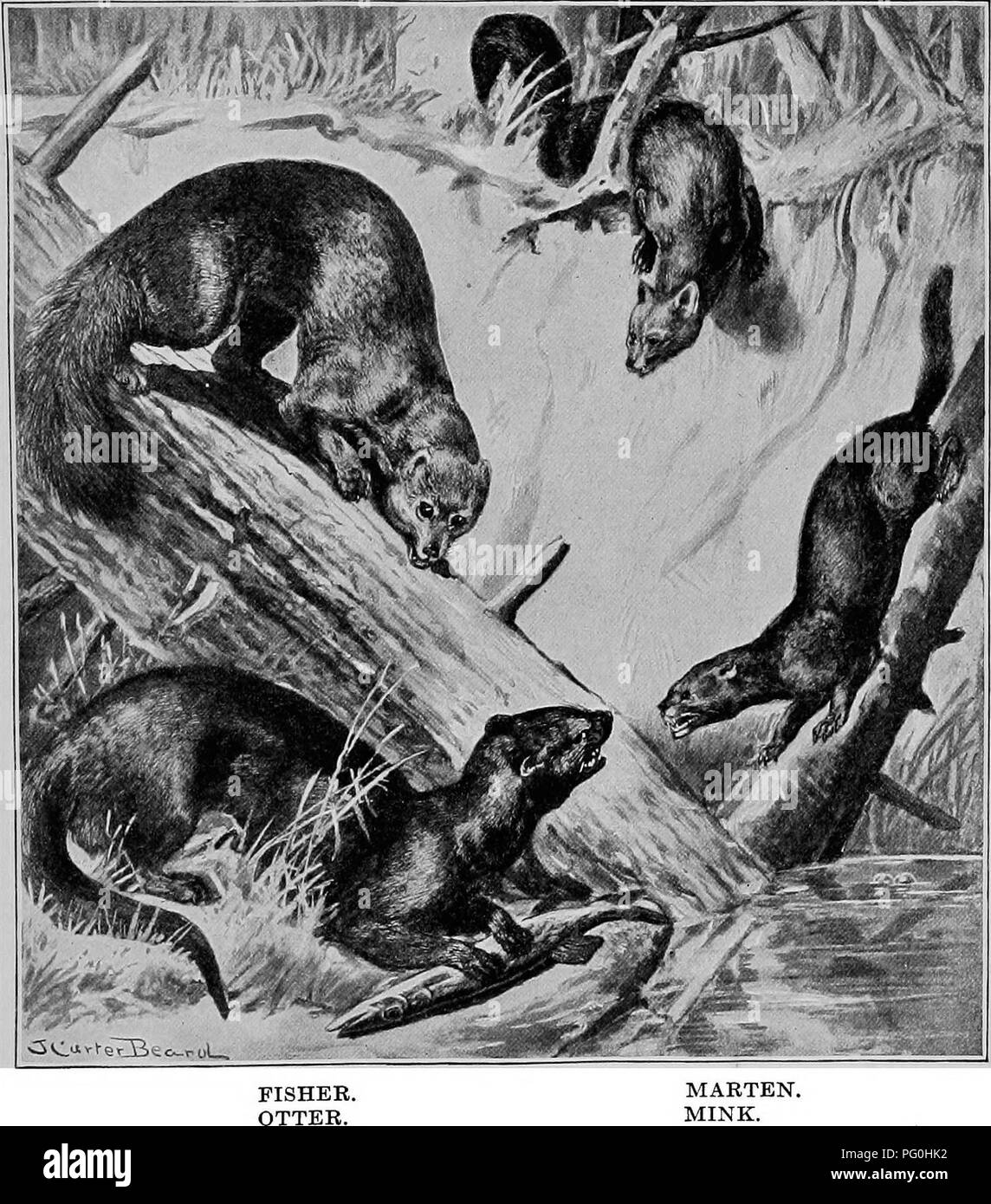 . L'American natural history ; une base de connaissances utiles de les animaux supérieurs de l'Amérique du Nord. L'histoire naturelle. La loutre de mer 69 important, et un homme blanc ne peut pas tuer une loutre de mer sauf sous peine d'une amende de 500 $.. La Martre. Le vison. La fourrure de cette créature est extrêmement précieux. En mars 1909, la plus belle peau dans le marché de Londres a vendu pour $1 849. A. Veuillez noter que ces images sont extraites de la page numérisée des images qui peuvent avoir été retouchées numériquement pour plus de lisibilité - coloration et l'aspect de ces illustrations ne peut pas parfaitement ressembler à l'œuvre originale.. Hornaday, Wi Banque D'Images