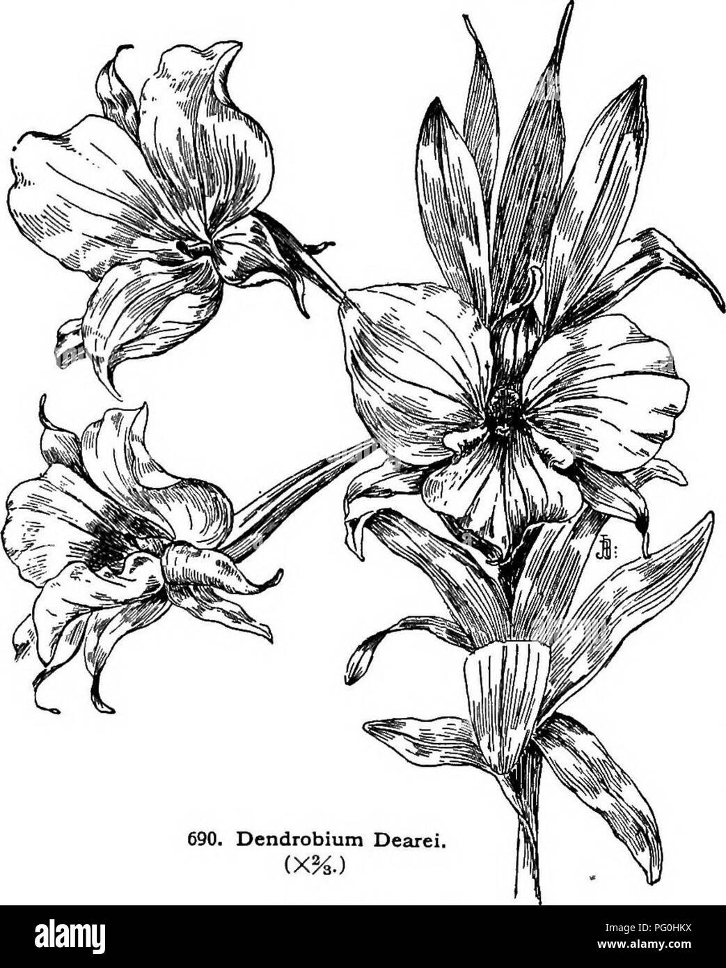 . Cyclopedia of American horticulture, comprenant des suggestions pour la culture de plantes horticoles, les descriptions des espèces de fruits, légumes, fleurs et plantes ornementales vendues aux États-Unis et au Canada, ainsi que des notes biographiques et géographiques. Le jardinage. DENDEOBIUM DENDEOBIUM 468 A.. Racemose inflorescence [fl, généralement solitaire dans la région de Jen- kinsii JRaeemes), B. c. densément fleuri. Pétales de rose ou violacée. 1. secundum, Mur. Pseudobulbes terete, près de 2 pi. de long : Ivs. ovales-oblongues : slj. tous d'un côté de pédoncule, l'engorgement des pétales ; plus petits que les sépales, rose-mauve Banque D'Images . Cyclopedia of American horticulture, comprenant des suggestions pour la culture de plantes horticoles, les descriptions des espèces de fruits, légumes, fleurs et plantes ornementales vendues aux États-Unis et au Canada, ainsi que des notes biographiques et géographiques. Le jardinage. DENDEOBIUM DENDEOBIUM 468 A.. Racemose inflorescence [fl, généralement solitaire dans la région de Jen- kinsii JRaeemes), B. c. densément fleuri. Pétales de rose ou violacée. 1. secundum, Mur. Pseudobulbes terete, près de 2 pi. de long : Ivs. ovales-oblongues : slj. tous d'un côté de pédoncule, l'engorgement des pétales ; plus petits que les sépales, rose-mauve Banque D'Images