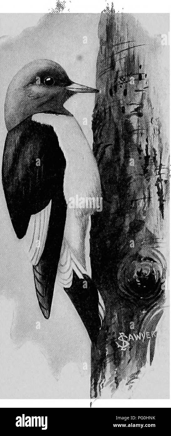 *The American Natural History* fournit un aperçu du régime alimentaire du pic-bois à tête rouge, qui comprend des fruits, des graines et des insectes comme les fourmis, les coléoptères et les mites. L'espèce est connue pour son impact sur les cultures fruitières, les endommageant souvent par son comportement alimentaire. Banque D'Images