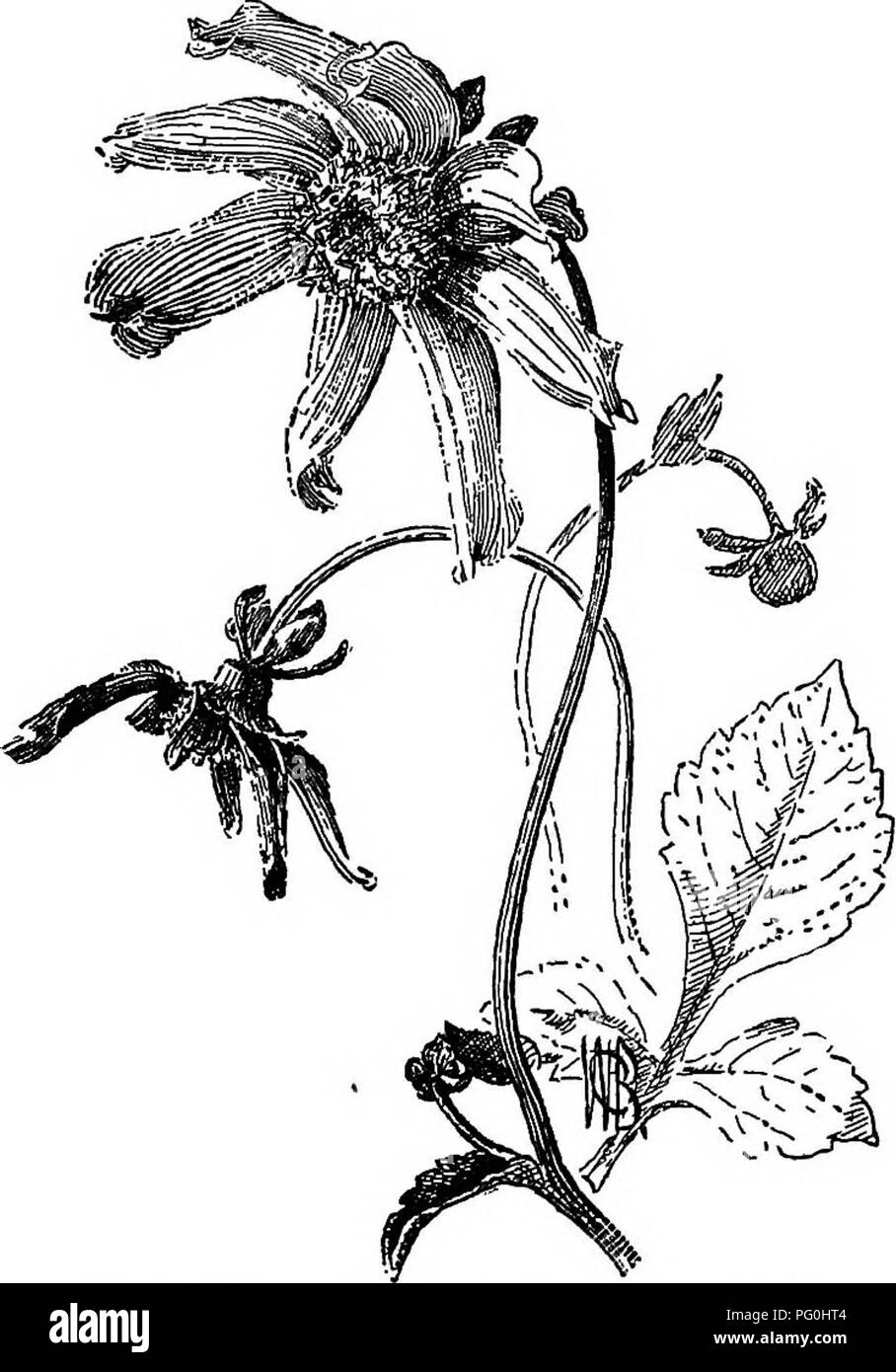 . Cyclopedia of American horticulture, comprenant des suggestions pour la culture de plantes horticoles, les descriptions des espèces de fruits, légumes, fleurs et plantes ornementales vendues aux États-Unis et au Canada, ainsi que des notes biographiques et géographiques. Le jardinage. DAHLIA DAHLIA 446 sur 1881, et pour plusieurs années par la suite plusieurs centaines de formulaires étaient distincts, et ils ont été faits la principale caractéristique de l'affiche. C'est dépasser de plus en plus intéressant d'obtenir des semences de Dahlias sauvages du Mexique. Ils donnent des fleurs comme l'étoile de la Fig. 663. Lorsque le Dahlia f Banque D'Images
