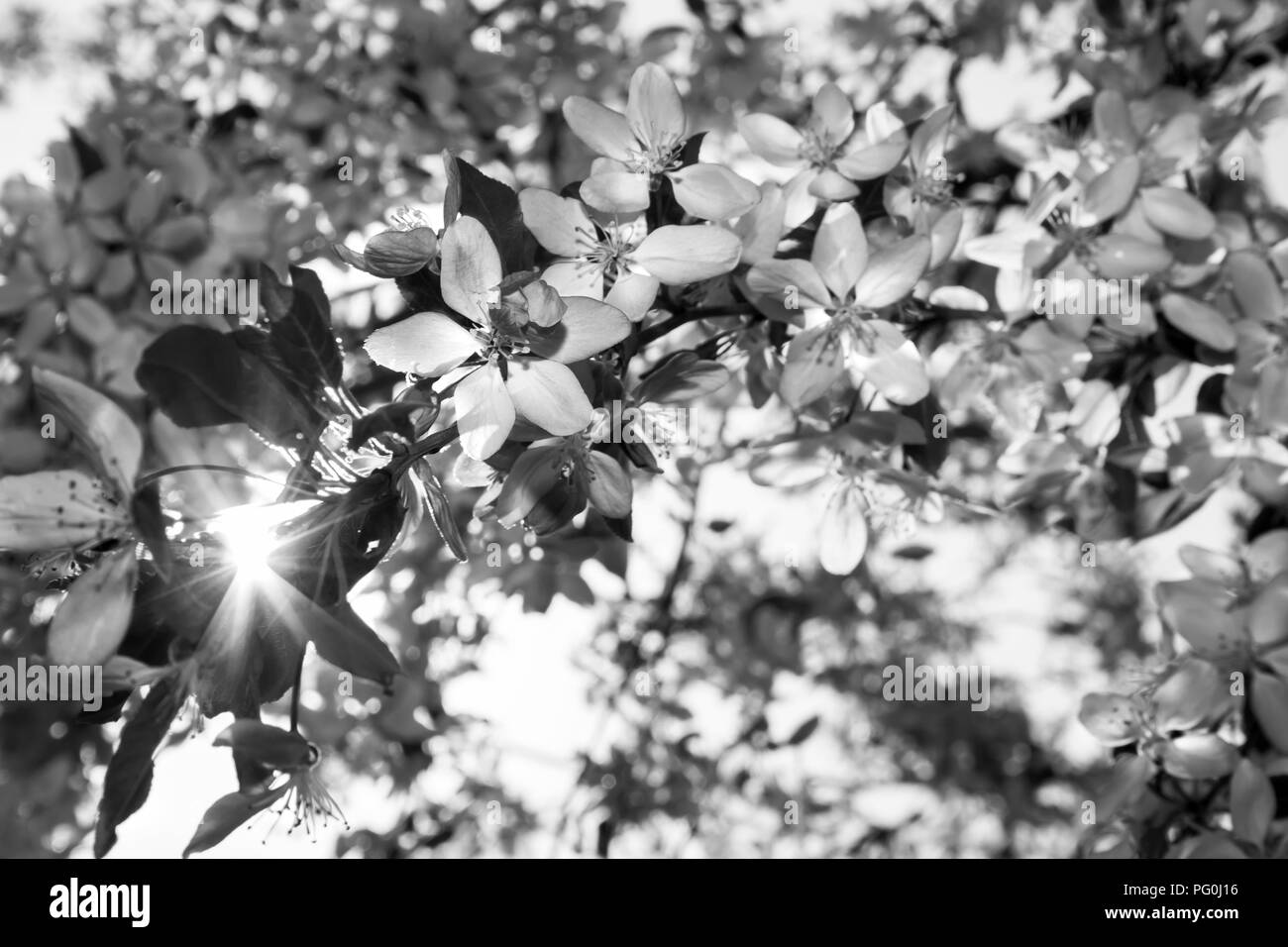 Grâce à un pic soleil arbre en fleurs Banque D'Images