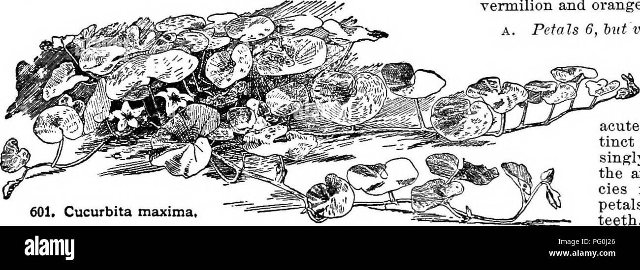 Cette cyclopédie fournit des directives de culture complètes pour une grande variété de plantes, y compris les légumes, les fruits et les espèces ornementales. Il comprend des conseils spécifiques sur la culture de cucurbita maxima, comme la courge Hubbard, et discute des meilleures conditions de culture et techniques de propagation. Banque D'Images