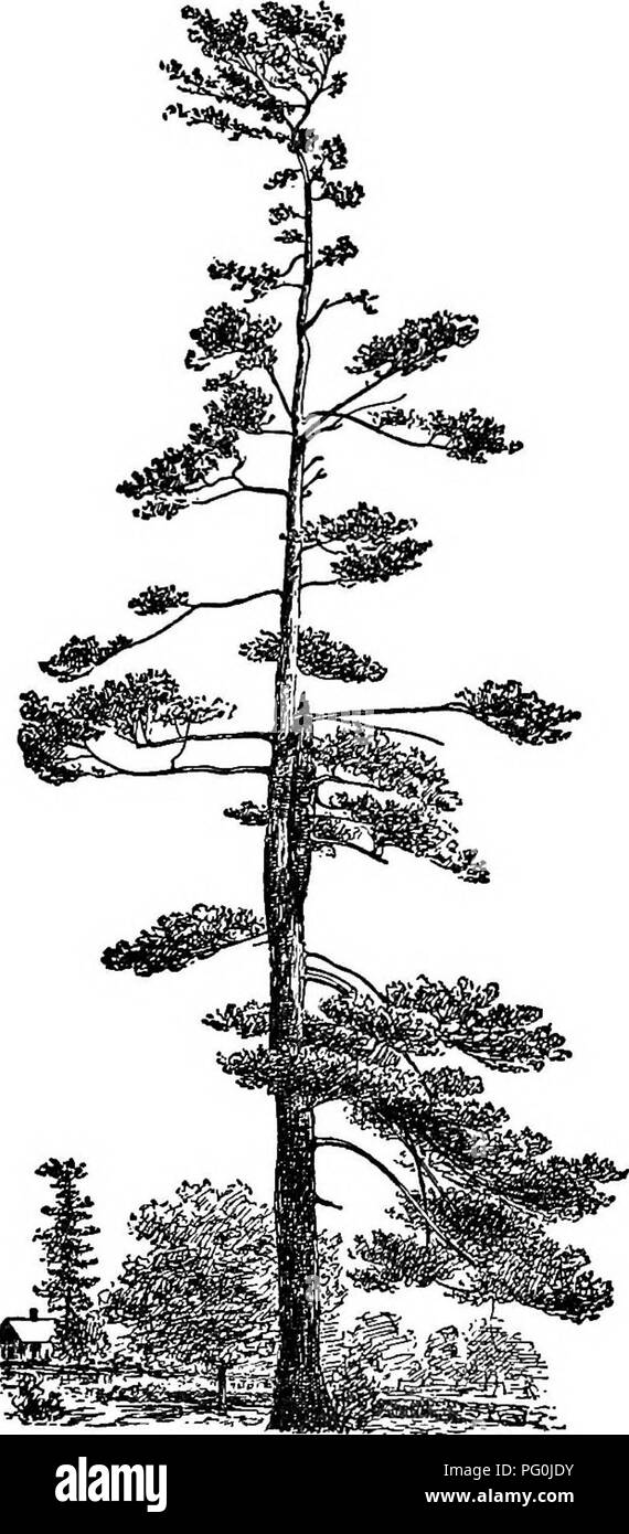 . Cyclopedia of American horticulture, comprenant des suggestions pour la culture de plantes horticoles, les descriptions des espèces de fruits, légumes, fleurs et plantes ornementales vendues aux États-Unis et au Canada, ainsi que des notes biographiques et géographiques. Le jardinage. 360 LES CONIFÈRES les conifères qu'ils bientôt ; grêles ils prospèrent mieux dans les sols sablonneux, lâche, et peut supporter les sols secs, le pin blanc adapter elle-même peut-être mieux pour les sols d'argile sans porter préjudice à son développement. Sur les sols humides pines sont, en règle générale, décidément hors de l'endroit, bien que la résine de pin rouge (P. Banque D'Images