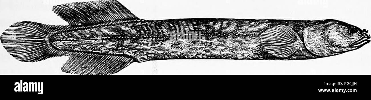 Cette section de la recherche zoologique se concentre sur les espèces de poissons aveugles, en particulier le naseux (Rhinichthys atronasus). Il décrit leur comportement de frai unique dans les ruisseaux peu profonds, ainsi que leurs adaptations pour la survie dans les environnements obscurs. Banque D'Images