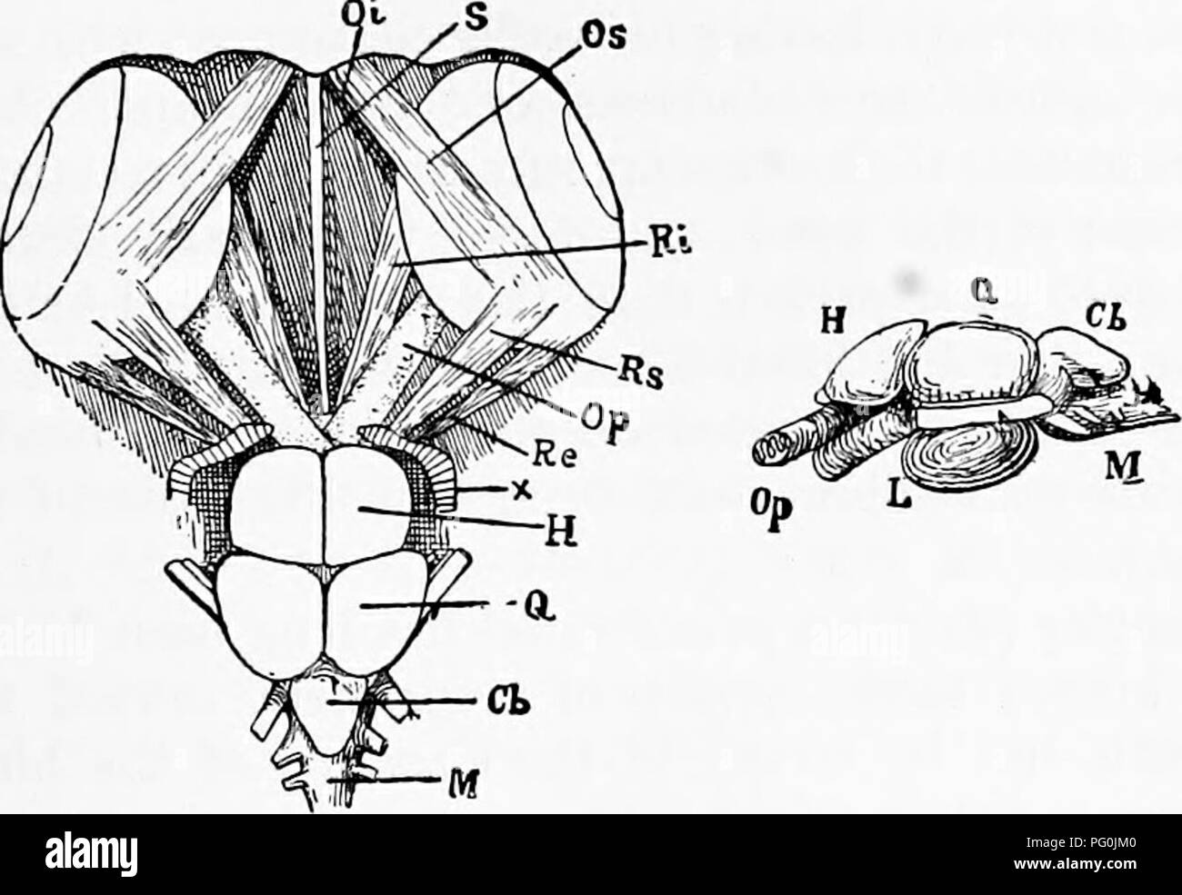 . Zoologie : pour les étudiants et les lecteurs en général . Zoologie. Anatomie de l'artilleur. 441 supérieur (OS) et inférieur (OI), découlent de l'avant de l'orbite près du septum interorbitale. La disposition de l'outil. Cochon. 400.- anatomie du cerveau de l'Artilleur^, dorsale et latérale sur la mer.-appelée bv C. S. Minot. recti est très constante, mais obhqui^ varient considérablement dans leur origine dans différents vertébrés. Si une perche être coupés transversalement à travers, de sorte que l'article passe à travers la partie de la vessie, et la partie antérieure puis regarda par-derrière, une vue très instructive sera obtenue, Banque D'Images