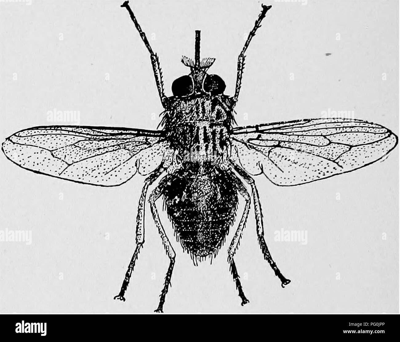 . Des parasites animaux et la maladie humaine. Parasitologie médicale ; insectes en tant que porteurs de la maladie. 498 d'autres mouches suceurs de sang Glossina palpalis (Fig. 236) est une grande espèce sombre avec black- ish brown abdomen et thorax gris avec des marques brun indistinctes avoir. Cette espèce est présente sur l'ensemble de l'Afrique de l'Ouest, du fleuve Sénégal à l'Angola, et à l'est de la haute vallée du Nil et la rive orientale de la central lacs (Fig. 231, ). Son aire est donc presque en même temps que celui de la maladie du sommeil gambienne. Cette espèce, plus que tout autre sauf peut-être tacMnoides G., qui norm Banque D'Images