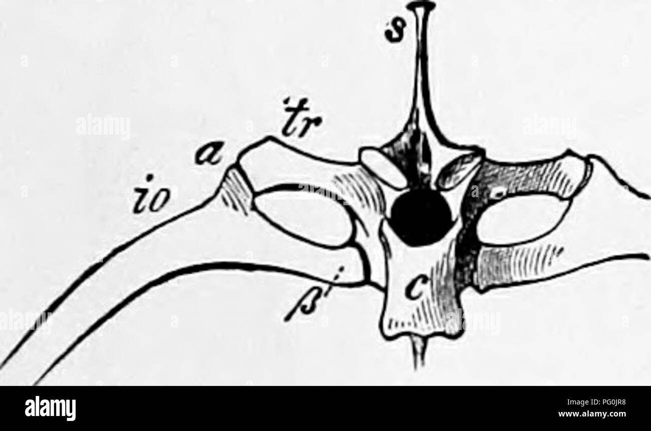 . Zoologie : pour les étudiants et les lecteurs en général . Zoologie. Fig. 377.âDiagram d'une vertèbre avec son ioiy (5), (7), l'os (6) ; 1, l'épine neurale ; 2, 3, processus oblique avant et arrière ; 4. processus transverse, corps de chaque vertèbre d'un lézard, oiseau ou d'un mammifère étant os solide. Fig. 375 et 376 représentent les relations de la notocorde chez un adulte et un jeune lamproie poisson. La vertèbre d'un vertébré supérieur ou des poissons osseux est constitué d'un corps, avec une dorsale ou épine neurale ; une paire de processus oblique (zygapophyses) plus global et enveloppant la moelle épinière ; et les processus transversaux être^ Banque D'Images