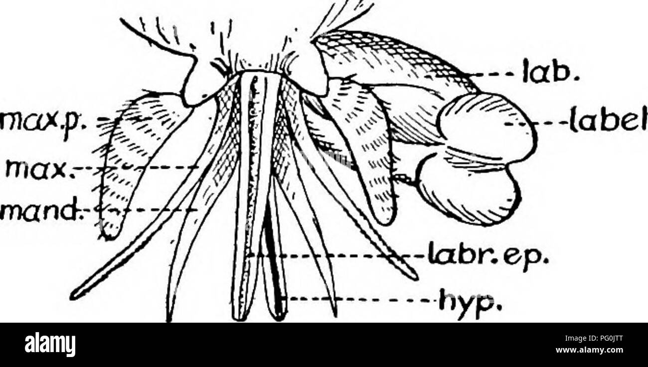 . Des parasites animaux et la maladie humaine. Parasitologie médicale ; insectes en tant que porteurs de la maladie. 486 d'autres mouches suceurs de sang. Fig. 225. Pièces buccales d'un ; tabanides hyp., de l'hypopharynx ; lab., labium ; label., Labelle ; labr, ep., labre-epipharynx ; Met., de la mandibule ; max., maxillaire ; max. p., maxillaire. palpus et délibérée persistante dans leur alimentation et ne sont pas facilement dis- turbed quand ils ont commencé à sucer le sang. Le thorax est relativement longue, et les ailes sont grandes et larges et généralement lieu à un large angle avec le corps, comme montré dans Fig. 227. Le marquage des ailes donnent généralement le plus simple mea Banque D'Images