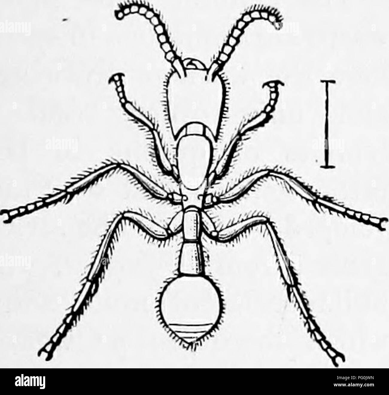 Ce travail fournit un aperçu des études zoologiques, en se concentrant sur diverses espèces, y compris les guêpes de boue et leurs rôles écologiques. Il discute de leur comportement, de leurs habitudes alimentaires et de leurs caractéristiques anatomiques, offrant un aperçu de leur rôle dans les écosystèmes. Banque D'Images