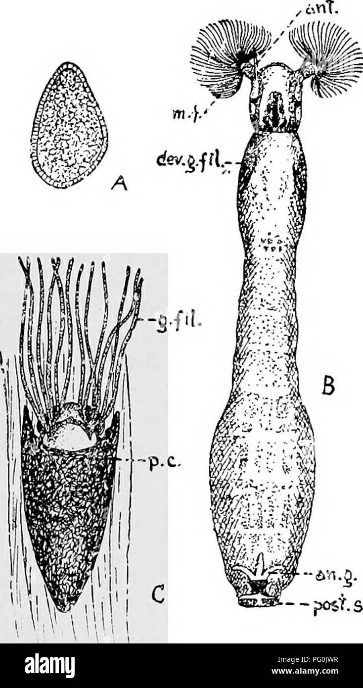 . Des parasites animaux et la maladie humaine. Parasitologie médicale ; insectes en tant que porteurs de la maladie. L'HISTOIRE DE LA VIE DES MOUCHES NOIRES 479 pouce) de longueur et les plus importantes d'entre elles dépassent à peine un cinquième d'un pouce. L'histoire de la vie. Â Contrairement aux moustiques et les moucherons, les mouches noires se reproduisent dans l'eau courante et peu de débit d'eau trop rapidement pour eux. Les oeufs sont pondus dans les grandes masses, jusqu'à plusieurs milliers en nombre, par un certain nombre de femelles. Les oeufs (Fig. 221 A), qui sont elliptiques et jaunâtres et ont une couche visqueuse étrange- ment, sont déposés par certaines espèces sur des feuilles ou des brins d'herbe qui sont occasionall Banque D'Images