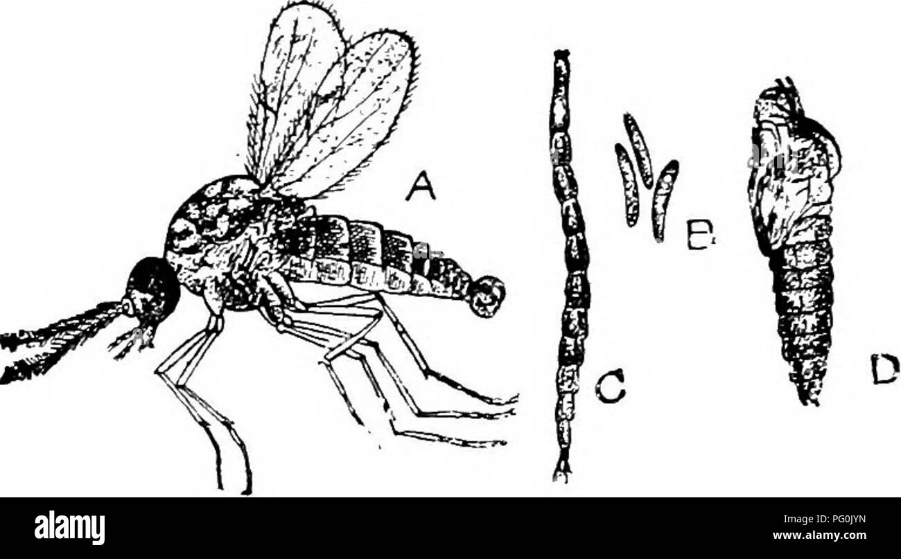 . Des parasites animaux et la maladie humaine. Parasitologie médicale ; insectes en tant que porteurs de la maladie. 474 d'autres mouches suceurs de sang ressemblent à des moustiques à l'exception de l'absence de la longue trompe, et la danse des troupeaux de ces insectes que l'on peut voir sur les piscines ou les marécages sur n'importe quel jour d'été sont habituellement prises pour mos- quitoes sans question. Comme exprimé par Riley et Johann- sen, " ces moucherons, surtout au printemps ou en automne, l'on voit souvent dans d'immenses essaims découlant comme de la fumée au-dessus des marais, et produire un bourdonnement qui peut être entendu à une distance considérable." dans ces marais la Banque D'Images