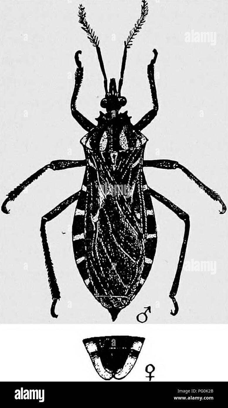 . Des parasites animaux et la maladie humaine. Parasitologie médicale ; insectes en tant que porteurs de la maladie. 380 PUNAISES ET LEURS ALLIÉS naturellement infectés par Trypanosoma cruzi en Amérique du Sud. En raison de ses habitudes domestiques, Triatoma megista (Fig. 168) est l'espèce la plus importante dans la transmission de la maladie à l'homme. Ce bug est un grand, beau, noir et rouge insecte, connu localement comme le " barbeiro", qui infeste les maisons de chaume sale des indigènes dans l'Etat de Minas Geraes au Brésil. C'est nocturne en habitude, venant de l'avant à partir de sa cachette dans le chaume de la toiture ou Banque D'Images