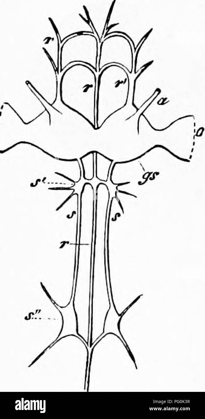 . Zoologie : pour les étudiants et les lecteurs en général . Zoologie. 340 ZOOLOGIE. maxillfe, et labium. Le projet pour les nerfs mandibulaire- ward et découlent de la partie antérieure de le ganglion, près de l'origine de la supra-cesophageal commissures, tandis que les nerfs labiaux et maxillaires sont dirigés vers le bas dans ces organes. Les ganglions sympathiques sont au nombre de trois ; une situ- tion juste derrière le ganglion supra-cesophageal (cochon. 278, as), reposant sur l'cesophagus, et deux autres situés de chaque côté de la culture, bas vers le bas. Chacun des deux ganglions postérieure est fourni par un nerf de la partie antérieure ganglio Banque D'Images