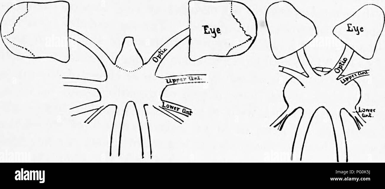 . Zoologie : pour les étudiants et les lecteurs en général . Zoologie. Ppa^OGABIDA. 317 dans la forme particulière aussi aud entourées par les artères, et la nature particulière des branchies de l'abdomen des pieds, ainsi que le système très développé de vaisseaux sanguins ; que nous sommes obligés de les placer dans une sous-classe équivalent à tous les autres. Gratuit^. 269.-UN^ du cerveau et des yeux d'un d'Iowa Cambarus normal. B^ La même de l'aveugle-craw de Mammoth Cave de francais. Cy cornée.-Packard, del. Les crustacés. Il est possible que les recherches futures pourraient prouver que l'Palmocarida devraient former une classe distincte d'Arthropodes, l'équivalent d'une Banque D'Images