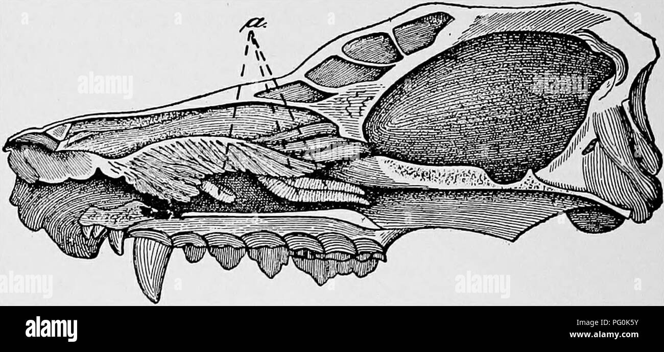 . Des parasites animaux et la maladie humaine. Parasitologie médicale ; insectes en tant que porteurs de la maladie. L'homme 350 ACARIENS. Au cours des cinq ou six mois, les larves (Fig. 146C), ayant migré vers le foie ou des glandes lymphatiques, à transformer le deuxième stade larvaire (Fig. 146F), atteindre une longueur d'environ 1-. FiG. 147. Tête d'un chien. fendu en deux pour montrer trois langue-vers, Linguatula rhinaria, (a) dans la cavité nasale. De taille réduite. (Après Colin, à partir de la salle.) quatrième d'un pouce, et se composent de de 80 à 90 anneaux ou segments, chacun avec de très fines denticulations sur la marge arrière. Pendant longtemps, cette Banque D'Images