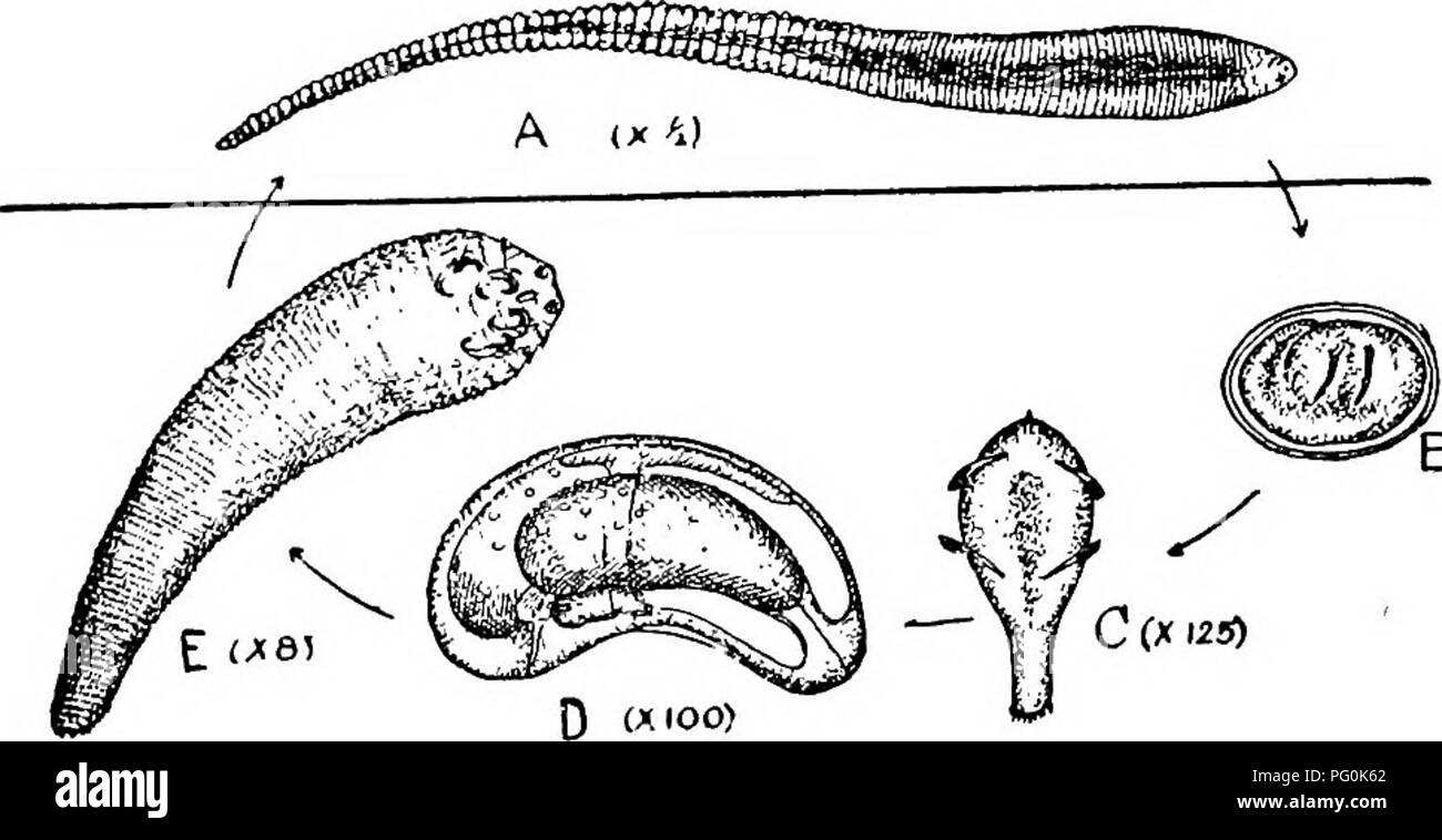 . Des parasites animaux et la maladie humaine. Parasitologie médicale ; insectes en tant que porteurs de la maladie. LINGUATULA RHINARIA 349 et il s'enkystent (Fig. 146D). Après une série de mues- un deuxième stade larvaire est entrepris, cette fois avec un wormlike- apparaissent comme beaucoup plus que de l'adulte (Fig. 146F). À ce stade, une " wanderlust " s'empare de la langue-ver et il commence une migration active en vue de parvenir à un plus satis- site de l'usine à la vie adulte. Les acariens peuvent s'installer dans la res-. Bycus) Fig. 146. L'histoire de la vie de langue maternelle-ver, Linguatula rhinaria ; une femelle adulte, à partir de la voie nasale de Banque D'Images