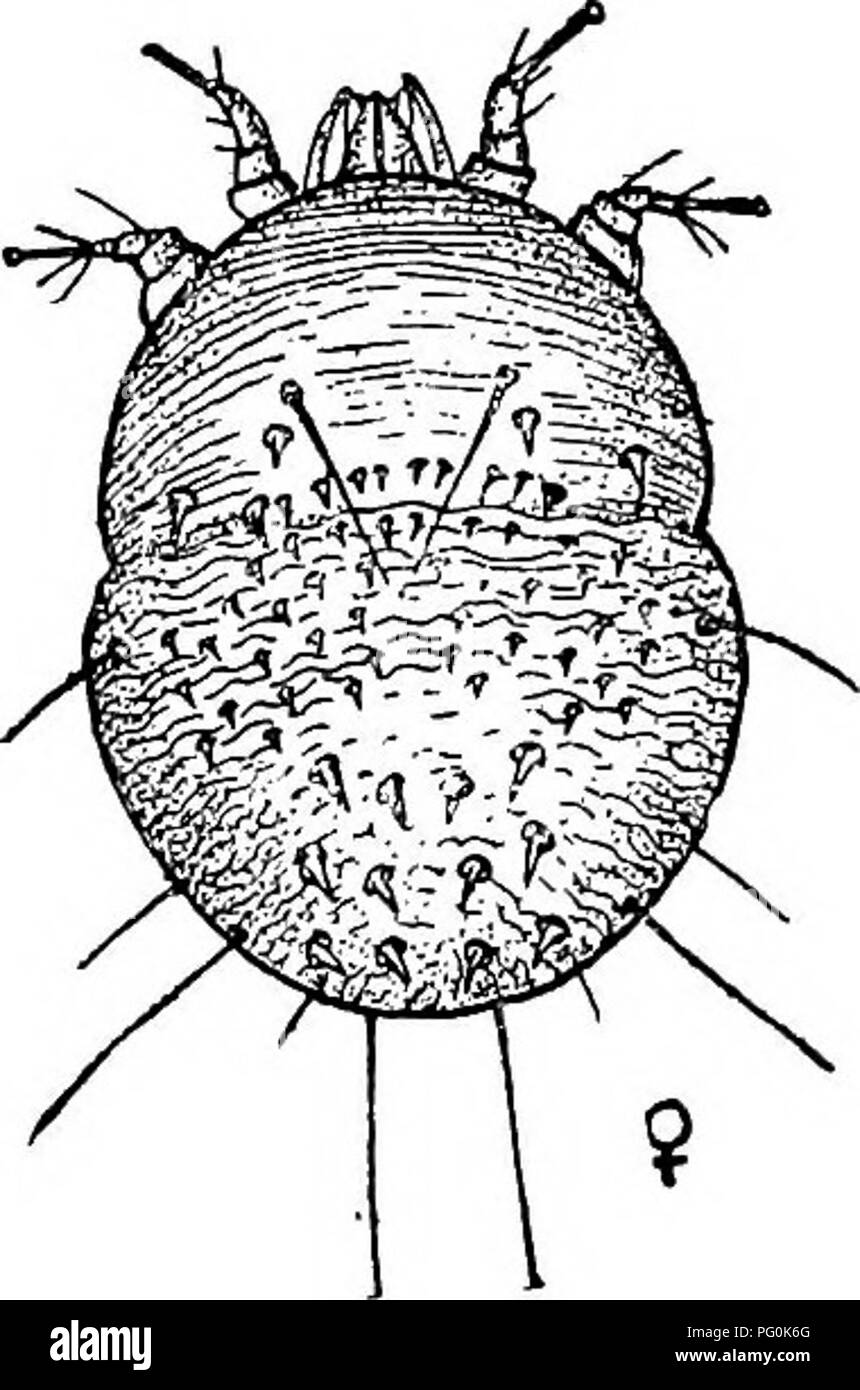 . Des parasites animaux et la maladie humaine. Parasitologie médicale ; insectes en tant que porteurs de la maladie. 342 Les acariens Acariens démangeaisons les démangeaisons d'acariens, appartenant à la famille des Sarcoptidse, sont la cause de la gale ou mange dans divers types d'animaux domestiques et sauvages, et de " itch " dans l'homme. Cette maladie est l'un qui a été connu depuis très longtemps mais était censée être causée par " mauvais sang " ou d'autres troubles constitutionnels tels que provoquer la croissance des boutons. Même à l'heure actuelle, la cause réelle de la maladie n'est pas compris par la majorité des gens. Les parasites. - Banque D'Images