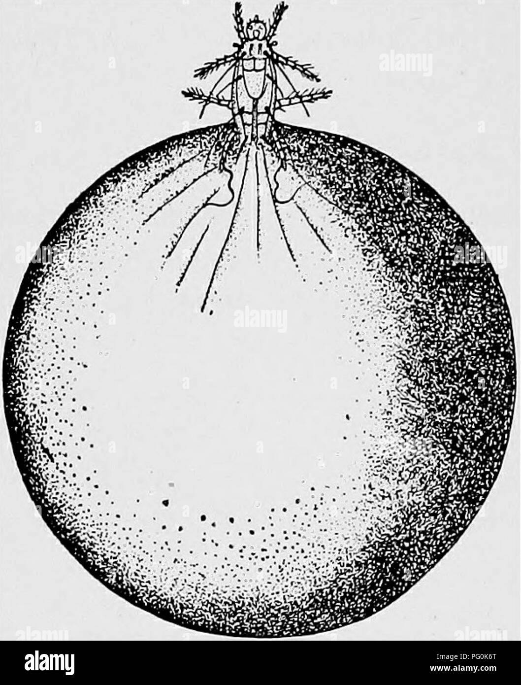 . Des parasites animaux et la maladie humaine. Parasitologie médicale ; insectes en tant que porteurs de la maladie. 338 Les mites jusqu'à ce qu'ils ont pleinement mis au point les hommes et les femmes. En conséquence son abdomen distendu énormément devient de sorte que le reste de l'organisme apparaît comme seulement un tout petit accessoire à un côté d'elle. Une femelle gravide (Fig. 139) complètement distendu peut atteindre un diamètre de 1,5 mm. (-JV de pouce) alors que normalement elle ne mesure que 0,2 mm. (J^s de pouce) de longueur. Dans les conditions les plus favorables que six jours peut s'écouler entre le moment où les jeunes femmes sortent de la mère avant qu'ils procréer Banque D'Images