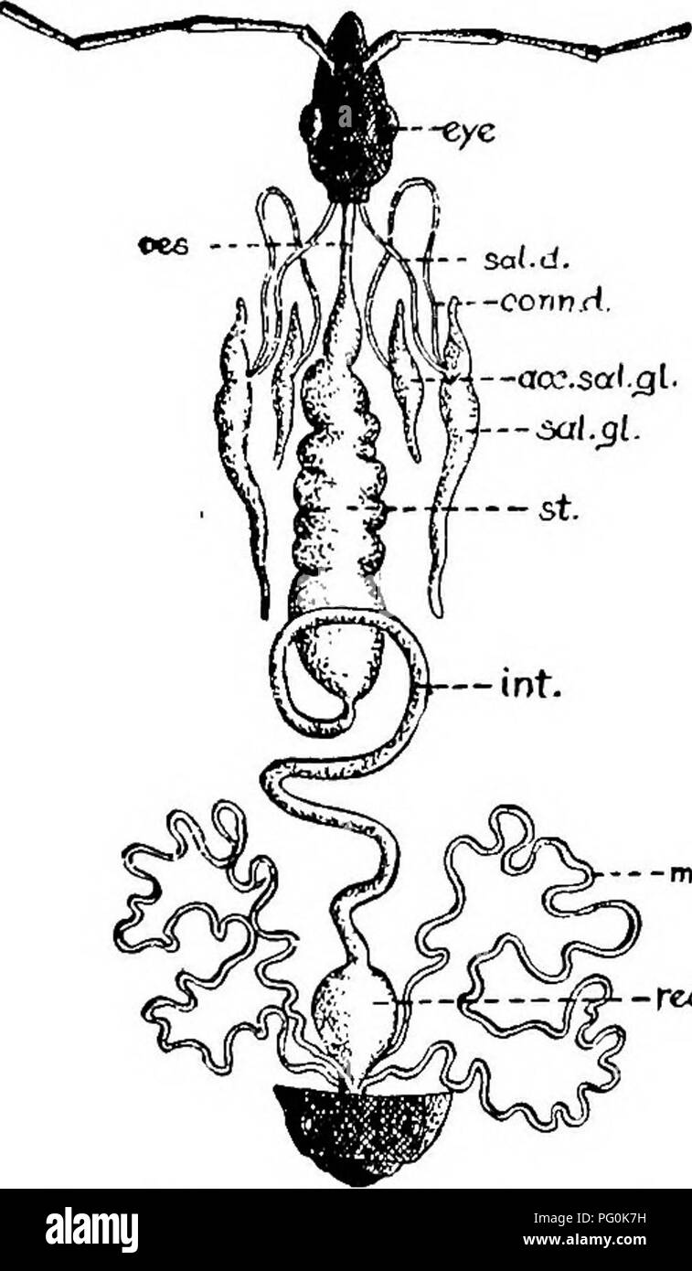 . Des parasites animaux et la maladie humaine. Parasitologie médicale ; insectes en tant que porteurs de la maladie. 328 Introduction aux arthropodes chez les moustiques (Fig. 189) les glandes salivaires se composent de trois lobes, un lobe d'être sensiblement différents en apparence et la sécrétion des autres. Le pharynx se connecte avec l'estomac par un mince de l'œsophage. Divers moyens sont utilisés par les insectes suceurs de sang pour augmenter leur capacité. Dans les bugs (Fig. 135) l'estomac est ex- trêmement distensible et sert de réservoir de stockage. Dans les puces et beaucoup de mouches piqueuses il y a une ex- pansion de l'oesophage à l'e résultats t- Banque D'Images