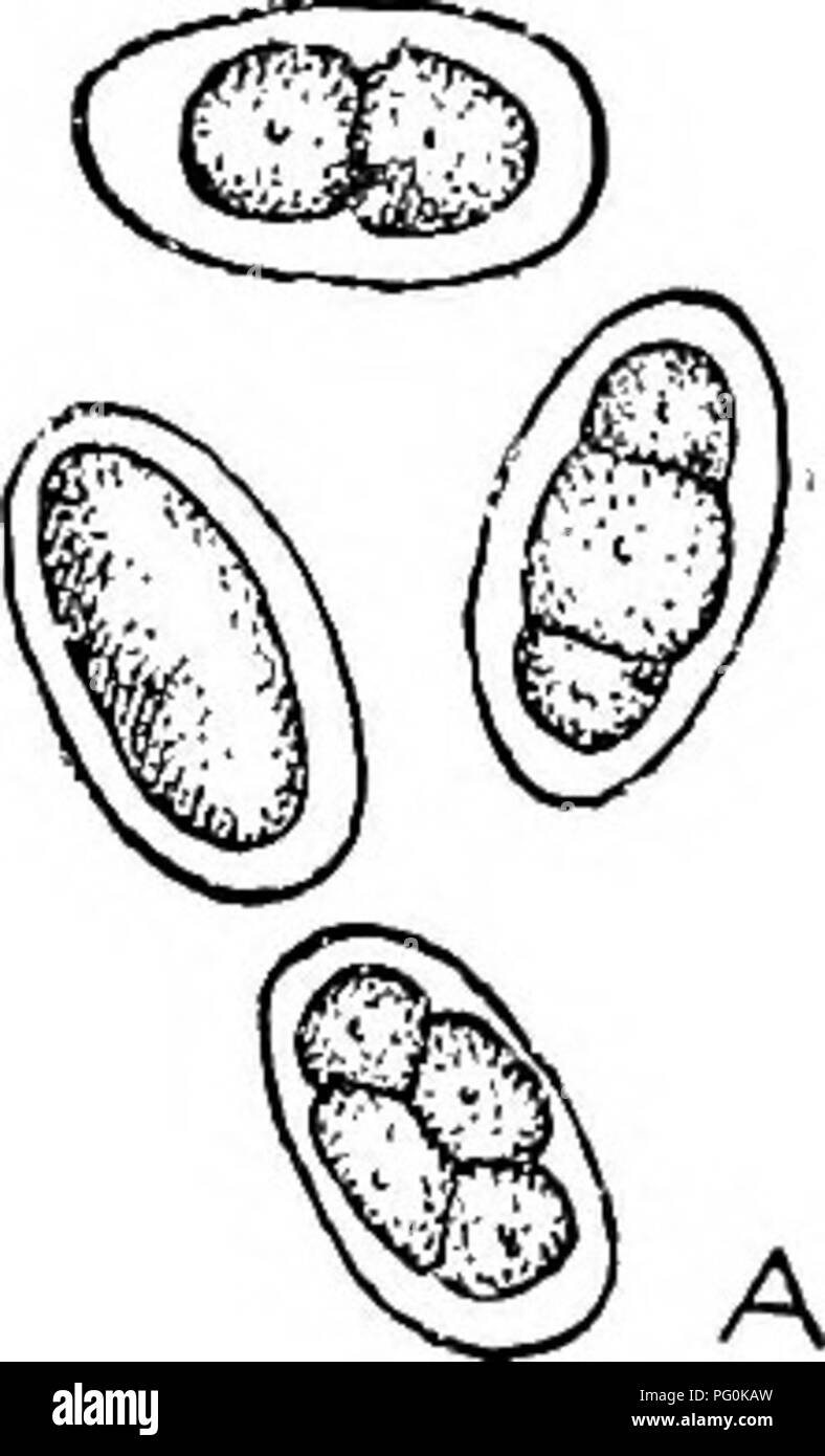 . Des parasites animaux et la maladie humaine. Parasitologie médicale ; insectes en tant que porteurs de la maladie. 258 Les ankylostomes. Veuillez noter que ces images sont extraites de la page numérisée des images qui peuvent avoir été retouchées numériquement pour plus de lisibilité - coloration et l'aspect de ces illustrations ne peut pas parfaitement ressembler à l'œuvre originale.. Chandler, Asa Crawford, 1891-. New York, J. Wiley Banque D'Images