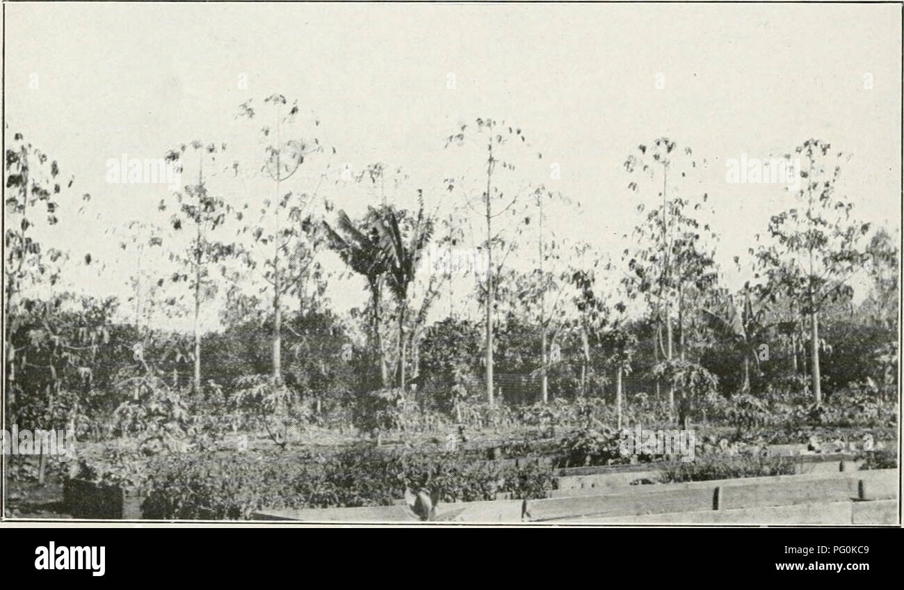 . L'examen de Cuba. Cuba -- Périodiques. Cour intérieure et bureaux. La station de gouvernement. SantiaK»^ de Las Vegas.. Grove d'hévéas, gouvernement, Santiago de Las Vegas 10 150 parcelles récemment des mètres carrés de canne à sucre ont été plantés à la station d'irrigation, et un pied a été planté à être cultivés sans irrigation. C'était tard pour la plantation de canne à sucre et dans la saison sèche. En tant que m.question d'unirrigated fait la canne à sucre n'ont pas germé, alors que la canne à sucre irriguée germent et poussent bien. Le unirrigated a été replanté de canne et les deux champs ont été coupées. La canne à sucre irriguée a donné au taux Banque D'Images