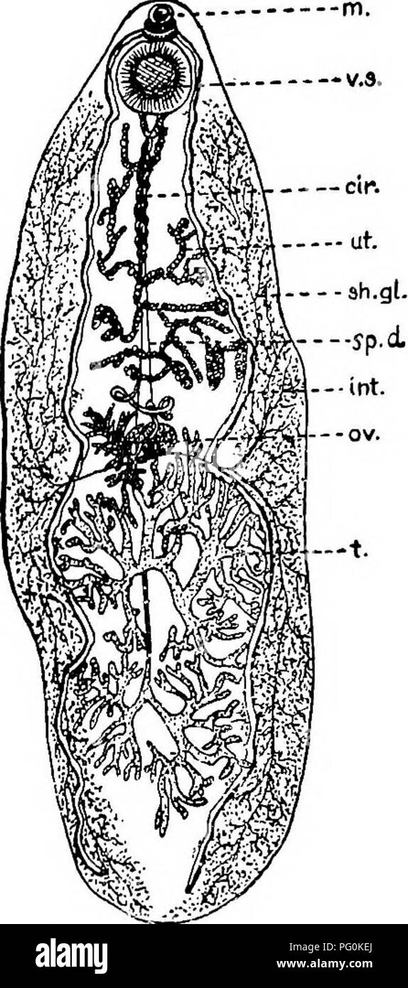 . Des parasites animaux et la maladie humaine. Parasitologie médicale ; insectes en tant que porteurs de la maladie. 230 les douves la pleine vie histoire de aucun de ces parasites intestinaux est connu, et nous ne pouvons que deviner par analogie avec plus ou moins de parasites étroitement liées au sujet de laquelle nous avons plus de connaissance. Aucun d'eux ne le suffisamment de blessures pour causer plus de légère dans stze-..CNRT. FlQ. 80. Fasciolopsis buski, une grande douve intestinale de l'homme. X 2§. comme en Fig. 74. (Après Odhner.)- testinal Abbrevia d'irritation ou de catarrhe, et parfois des symptômes dysentériques. Ils sont sensibles à la plupart des médicaments Banque D'Images