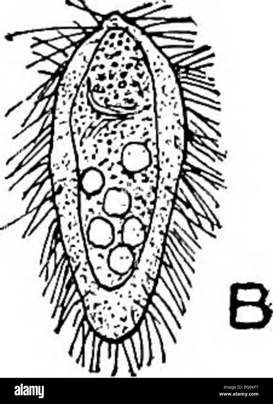 . Des parasites animaux et la maladie humaine. Parasitologie médicale ; insectes en tant que porteurs de la maladie. 226 LA NAGEOIRE CAUDALE. Fig. 76. Œuf et em- cilié peu est connu de l'histoire de la vie de toutes les espèces sauf les Chinois fluke, C. sinensis. Les oeufs (Fig. 76A) sont du CCRVSI- teristic, forme et éclosent dans l'eau en miracidia (Fig. 76B). Le cercarise enkystés de la société Fluke (Fig. 77A) ont été trouvés dans les tissus sous-cutanés et des muscles de 12 différentes espèces de poissons d'eau douce. Les kystes qui sont très petits, mesurant seulement environ 0,14 par 0,10 mm. {^ j-^^ si par(T d'un pouce), sont généralement plus abondants je Banque D'Images