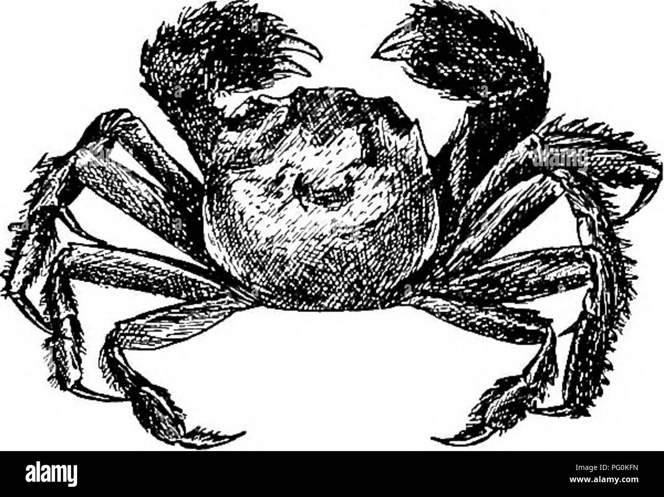 . Des parasites animaux et la maladie humaine. Parasitologie médicale ; insectes en tant que porteurs de la maladie. Les douves 222 espèces de crabes à Formose, et Yoshida, un autre en japonais- vestigator, agissant sur la découverte de son compatriote, a trouvé l'larvffi dans une quatrième espèce de crabe au Japon. Les crabes plus com- monly sont infectés, un obtusipes Potamon à carapace grossier, de couleur marron- crab 1 et 1 pouces de diamètre, et P dehaanii, un peu plus petite espèce, gris-noir ou rouge- lave en couleur. Les deux ces crabes lié dans les eaux peu profondes des rivières de montagnes, et l'ex-espèce est someti Banque D'Images