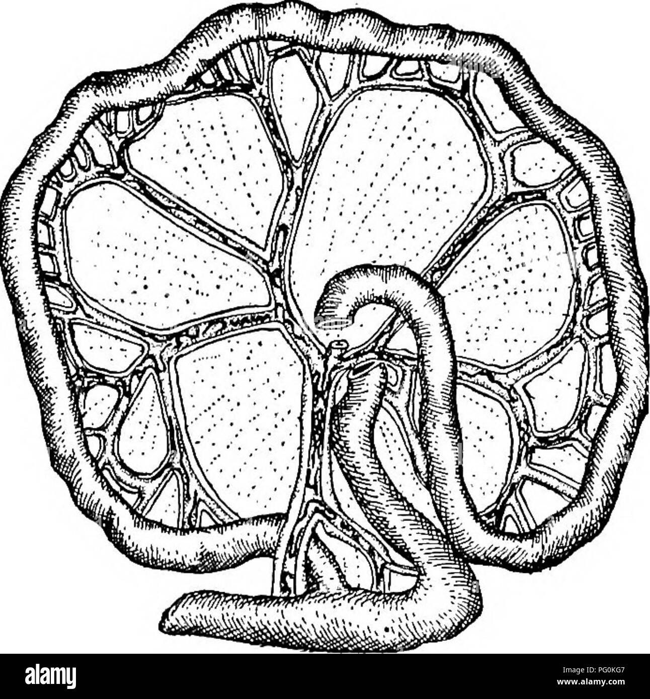 . Des parasites animaux et la maladie humaine. Parasitologie médicale ; insectes en tant que porteurs de la maladie. L'HISTOIRE DE LA VIE DE SCHISTOSOMA JAPONICUM 219 S. japonicum dans une espèce de Limncea au Japon. Miyairi et Suzuki, dans la poursuite des travaux sur l'histoire de la vie de la société Fluke, a constaté qu'après les sporocystes ont mis au point dans les tissus des escargots infectés redise sont produits, 50 ou plus de chacun des sporocystes. La longue, enroulés redise foule le foie et produire des cercarise, celui-ci parvenant à maturité dans environ sept semaines. Si à l'automne le cercarise ont pleinement développé mais n'ont pas quitté les escargots ils restent dans leur Banque D'Images