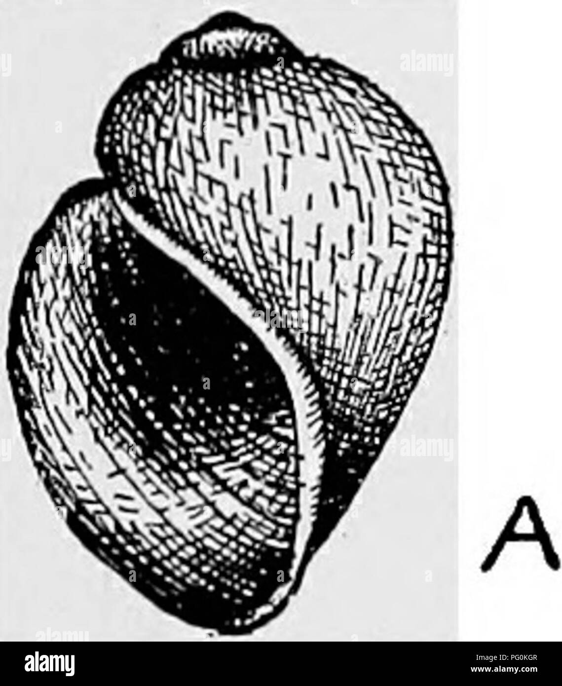 . Des parasites animaux et la maladie humaine. Parasitologie médicale ; insectes en tant que porteurs de la maladie. SCHISTOSOMA HAEMATOBIUM 213 de ce symptôme la maladie causée par l'infection à Schis- tosoma hwmatobium est souvent appelé ". hsematuria parasitaires" Ex- cept lors des infections graves pas de symptômes graves apparaissent, mais quand les vers de nombreux causer beaucoup de douleur et donner lieu à une grande variété de conditions anormales de la vessie. Les dégâts qu'ils font, c'est en partie le résultat du blocage des veines, et en partie le résultat de l'inflammation et le saignement de la vessie causé par sa pénétration par l'oeuf d'épines Banque D'Images