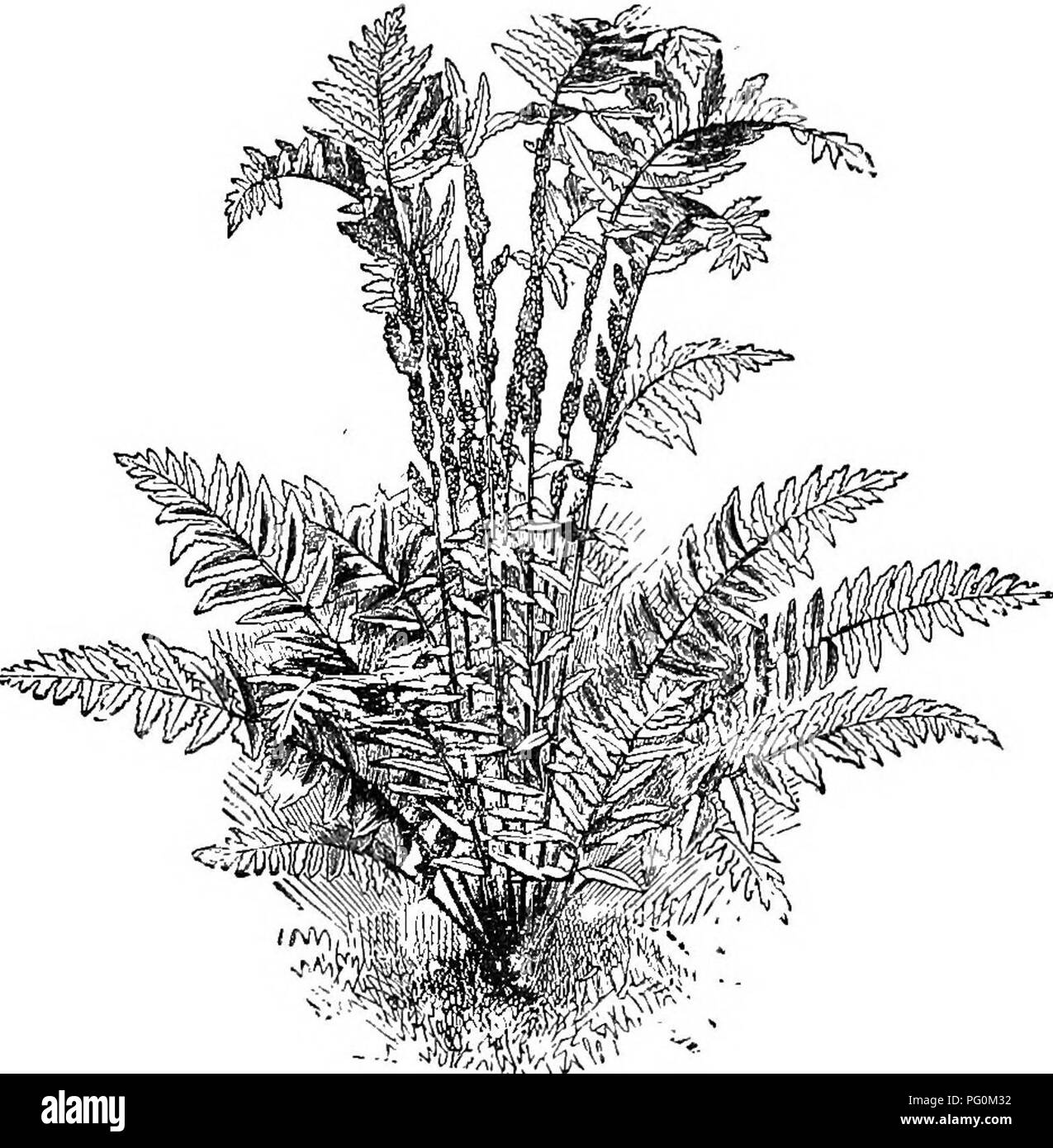 . Le livre de choix de fougères : pour le jardin, véranda, et cuisinière : décrire et donner des orientations culturelles explicites pour le meilleur et le plus frappant de fougères et selaginellas en culture. Illustrés par des plaques de couleur et de nombreuses gravures sur bois, préparés spécialement pour ce travail . Fougères ; Fougères. OSMUND A. 35 lors de la croissance dans une situation favorable et a permis une large place, il forme une couronne de frondes plusieurs pieds de diamètre. Les frondes, qui sont généralement stérile, sont supportés de touffes, les tiges laineux, qui sont 1ft. ou plus de longueur et habillé avec matériel quand laineux Banque D'Images