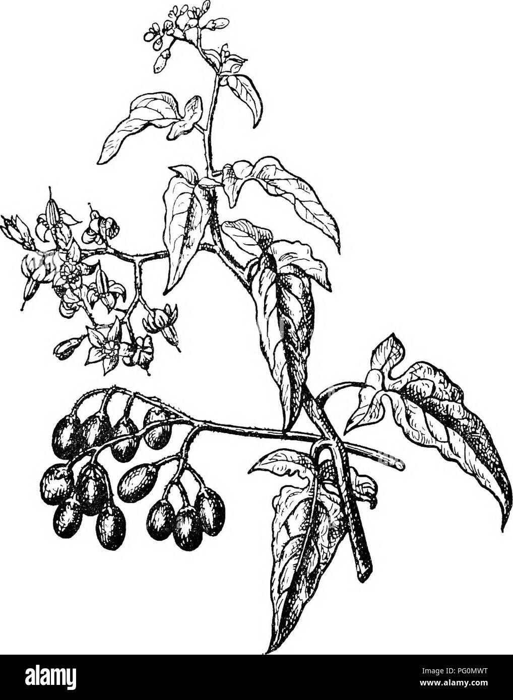 . Un manuel d'hygiène vétérinaire. L'hygiène vétérinaire. 179 des aliments qui sont '', le kalmia Kalmia angustifolia, et '' Leucotha Veau Kill, CateshcBi. Plusieurs plantes vénéneuses sont rencontré dans le même ordre naturel comme la pomme de terre (Solanacece). La plus connue. Fig. 45.-l'{Solanmn doux-amer dulcamara). d'entre eux est l'usine qui produit la belladone, Atropa belladonna (Fig. 44). Elle pousse généralement sur des terrains calcaires, et sur la masse des déchets près de ruines. C'est une herbacée vivace, mourir à chaque automne. Les feuilles sont numérisées 12-2 ovule par Microsoft®. Veuillez noter que ces images sont extraites de Banque D'Images