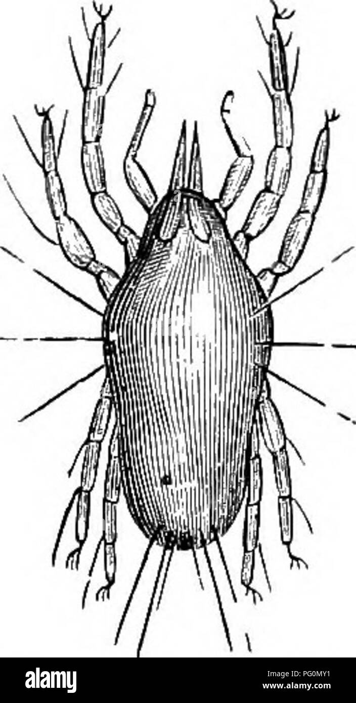 . Un manuel d'hygiène vétérinaire. L'hygiène vétérinaire. Fig. 37.-Petit argas jaune, grossie (Magne et Baillet). Fig. 38.-Small White argas, grossie (Magne et Baillet). tableau de parasites n'est pas ; ils peuvent produire des troubles intestinaux, des reins, et même la mort, mais si c'est due au champignon, ou à des changements chimiques dans le grain n'est pas limpide ; Boucher l'attribue à numérisées par Microsoft®. Veuillez noter que ces images sont extraites de la page numérisée des images qui peuvent avoir été retouchées numériquement pour plus de lisibilité - coloration et l'aspect de ces illust Banque D'Images