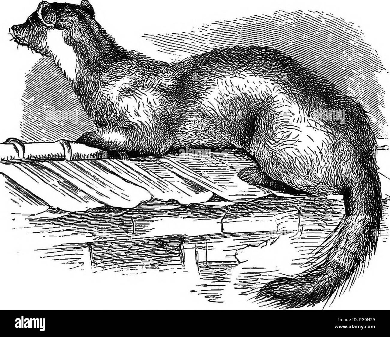 La martre de pierre (Mustela martes) est un mammifère que l'on trouve communément dans la campagne et à proximité des établissements humains. Il utilise des arbres creux ou des terriers renards / lapins en été et vit dans des piles de bois ou des foins en hiver. Il aide à contrôler les populations de ravageurs tels que les campagnols et les rats d'eau. Cependant, il peut constituer une menace pour certaines espèces d'oiseaux. Banque D'Images