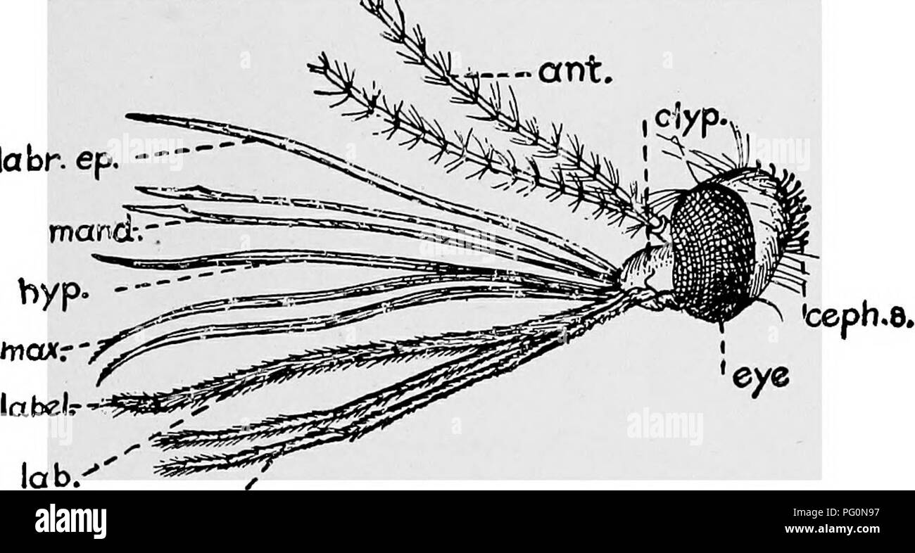 . Des parasites animaux et la maladie humaine. Parasitologie médicale ; insectes en tant que porteurs de la maladie. 427 Structure couché dans une rainure dans la lèvre inférieure charnue, qui était la seule partie visible avant la dissection. Dans le moustique femelle il y a six de ces organes de l'aiguille, comme la nature et les noms sont indiqués à la Fig. 191. Le " labre-epipharynx " et " hypo-pharynx " agir ensemble pour former un tube pour l'établissement de sang dans la bouche. Un petit tube court vers le bas par l'hypopharynx, ouverture à son extrémité, à travers laquelle la salive est versé dans la plaie au moyen d'une aiguille hypodermique à pr Banque D'Images