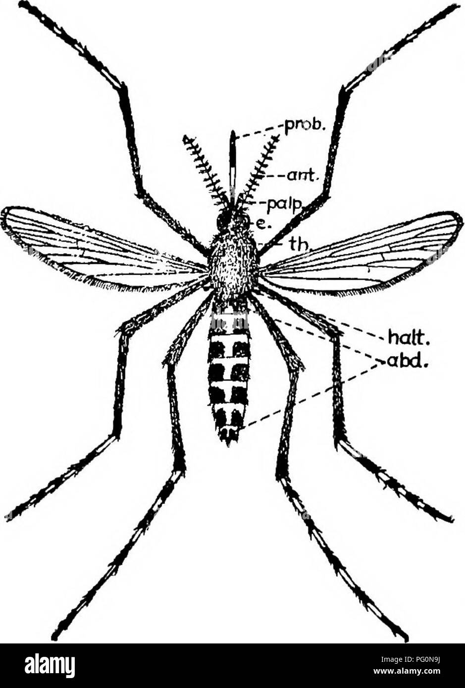 . Des parasites animaux et la maladie humaine. Parasitologie médicale ; insectes en tant que porteurs de la maladie. 425 Structure Structure générale. - Les moustiques sont les membres du grand ordre d'insectes diptères, à laquelle tant d'organismes nuisibles appartiennent. Leurs plus proches parents, à l'extérieur de la famille elle-même, les moustiques sont les moucherons (Chironomidse craneflies), (Tipulidae), les phlébotomes (Phlebotomus), et des mouches noires ou de moustiques (Simuliidse buffalo). Les membres de la famille des moustiques, Culicidse, peut être distingué d'autres diptères qui ressemblent plus ou moins comme eux par la caractéristique et très visible sur la frange d'échelles hi Banque D'Images