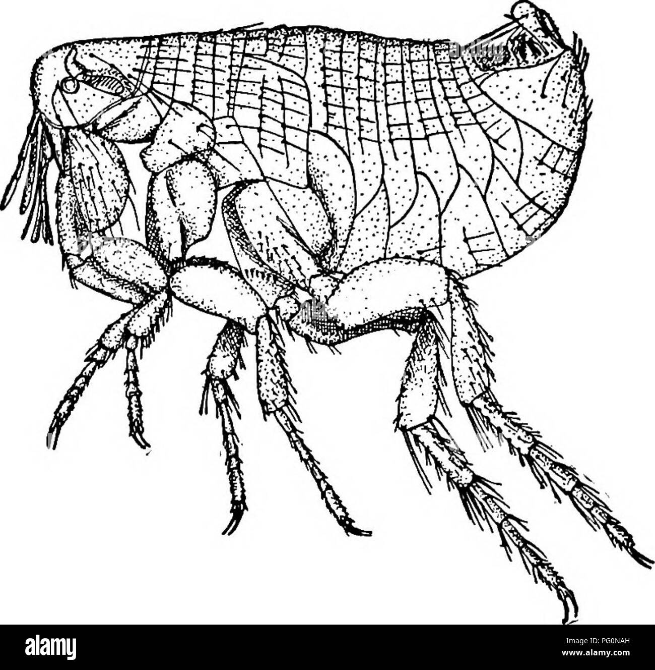 Cette image issue de l'étude de la parasitologie médicale détaille la structure des puces, en particulier la puce du rat indien Xenopsylla cheopis. Les puces sont des vecteurs connus de la maladie et possèdent des parties du corps spécialisées pour la fixation aux hôtes. L'examen détaillé de leur anatomie, y compris les peignes et les dents sur les jambes, aide à identifier les espèces et à comprendre leur rôle dans la transmission des maladies. Banque D'Images