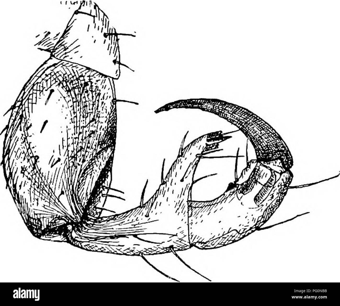 . Des parasites animaux et la maladie humaine. Parasitologie médicale ; insectes en tant que porteurs de la maladie. Pou 389 corps. espèces, qui se referme comme un doigt contre une thumbhke pro- jet du segment suivant de la jambe (Fig. 173). Il n'y a même pas de rudiments d'ailes. Le corps d'un pou est clairement divisé en tête, thorax et abdomen (Fig. 174). Le thorax est toujours plus large que la tête, une caractéristique qui distingue en bref un vrai pou principal de l'oiseau à tête large (Fig. 172). L'abdomen est divisé en segments, six à huit d'entre eux dans le domaine des espèces ; le terminal 1 est en Banque D'Images
